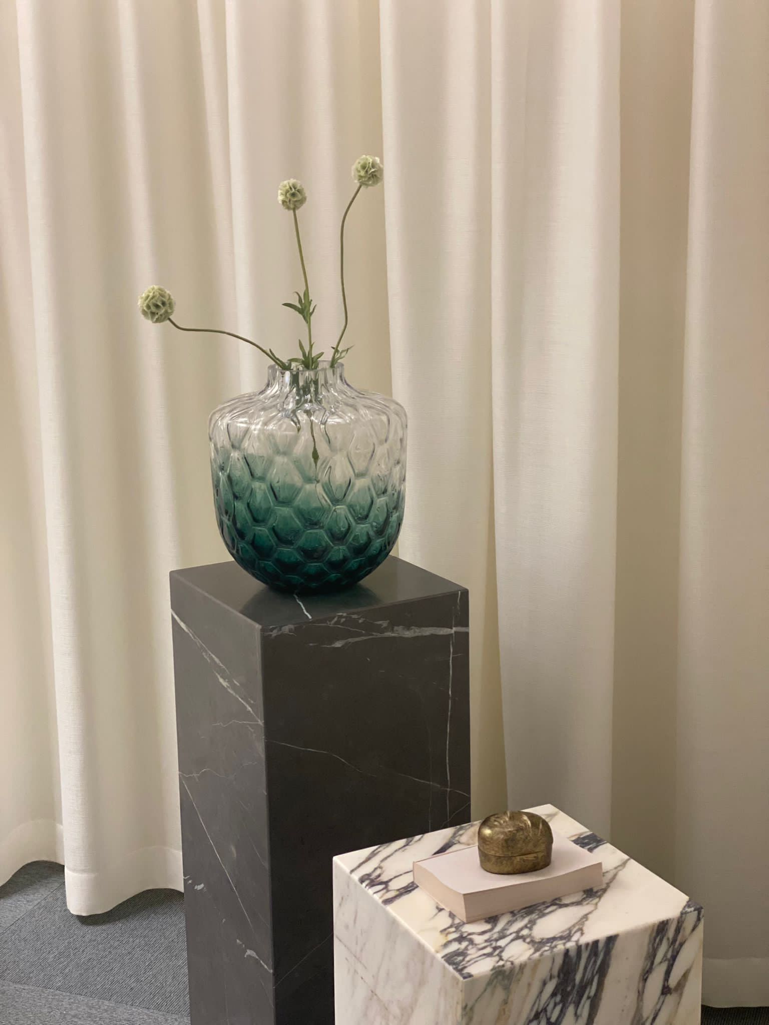 Scabiosa 50 cm, Grön