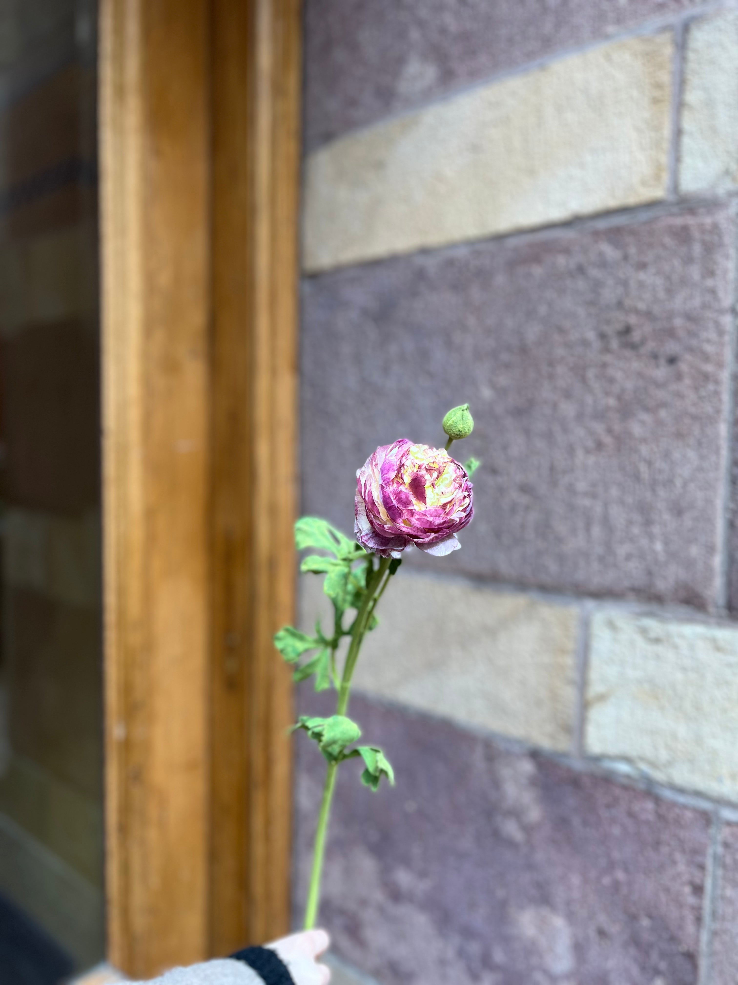 Ranunkel 60 cm, Lila