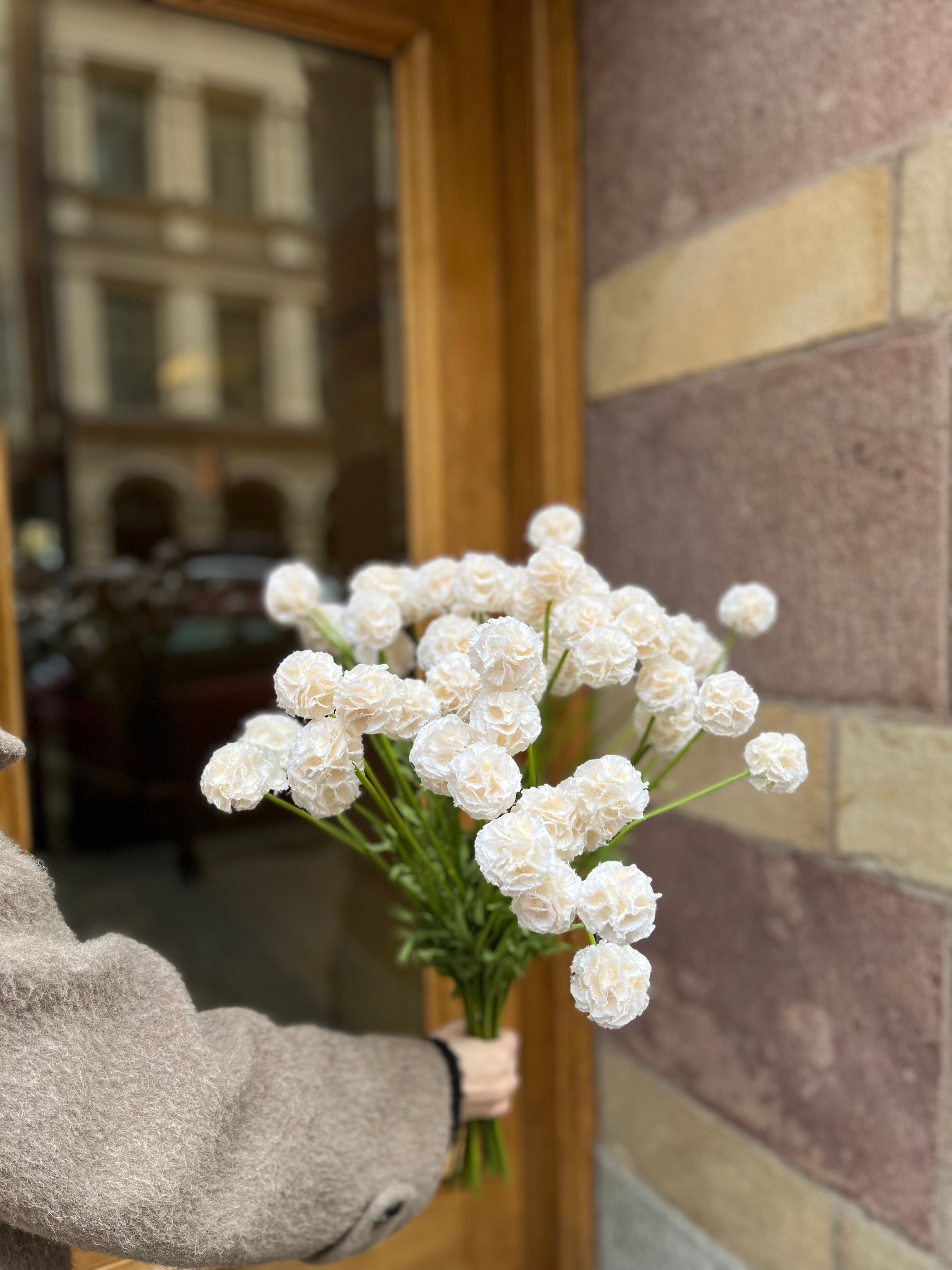 Scabiosa 50 cm, Creme