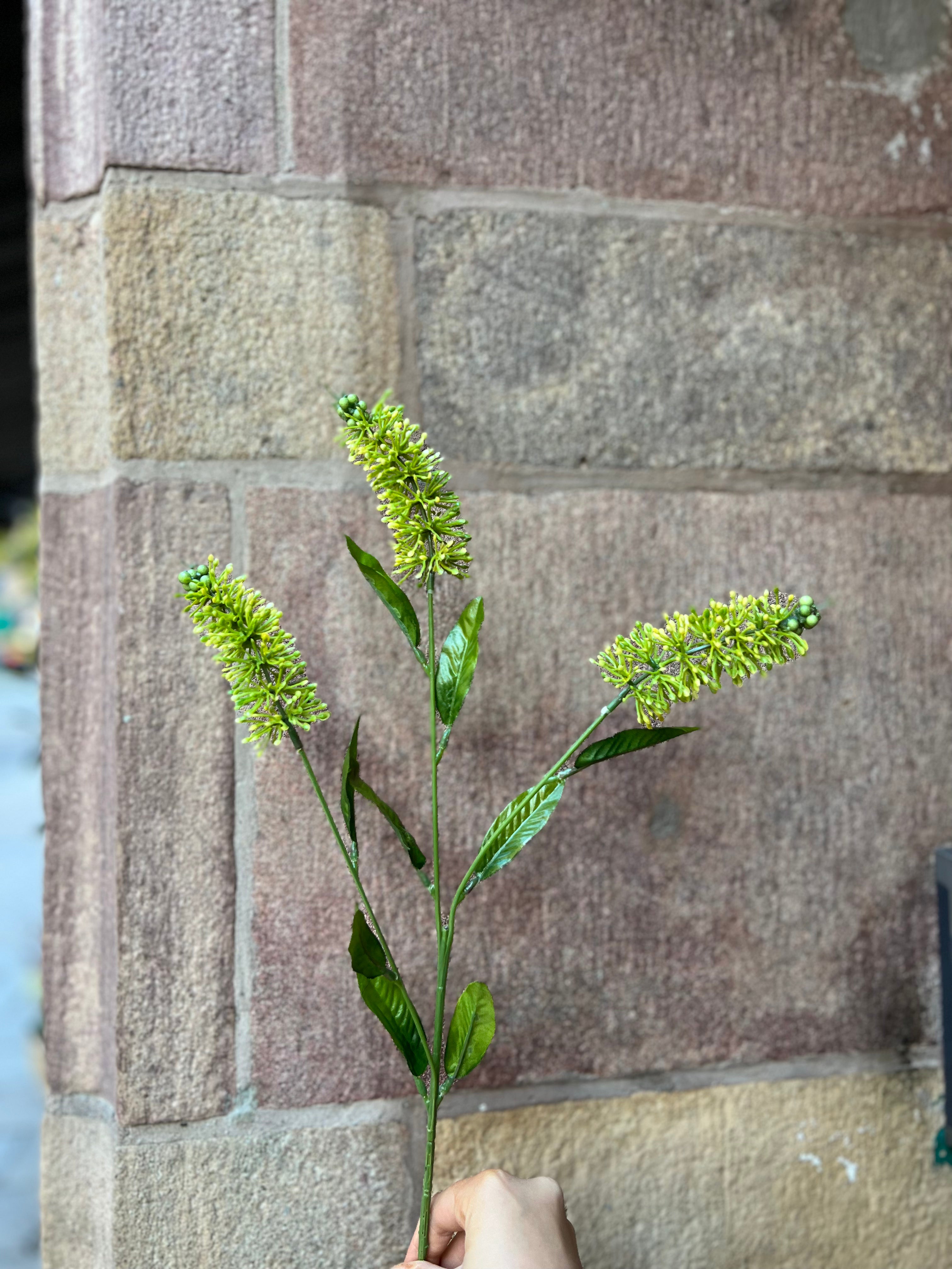 Astilbe 60 cm, grön