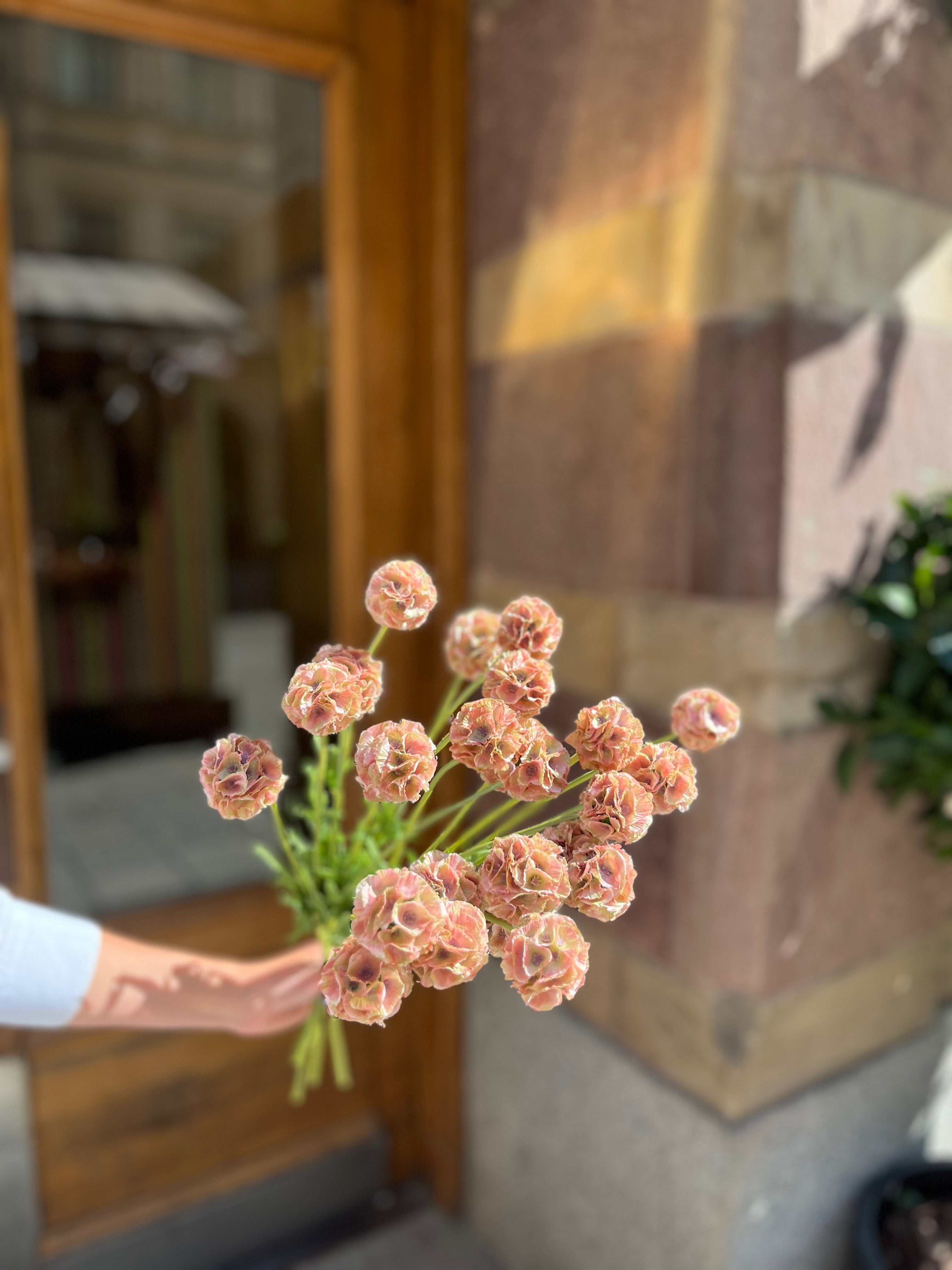 Scabiosa 60 cm, Rosa