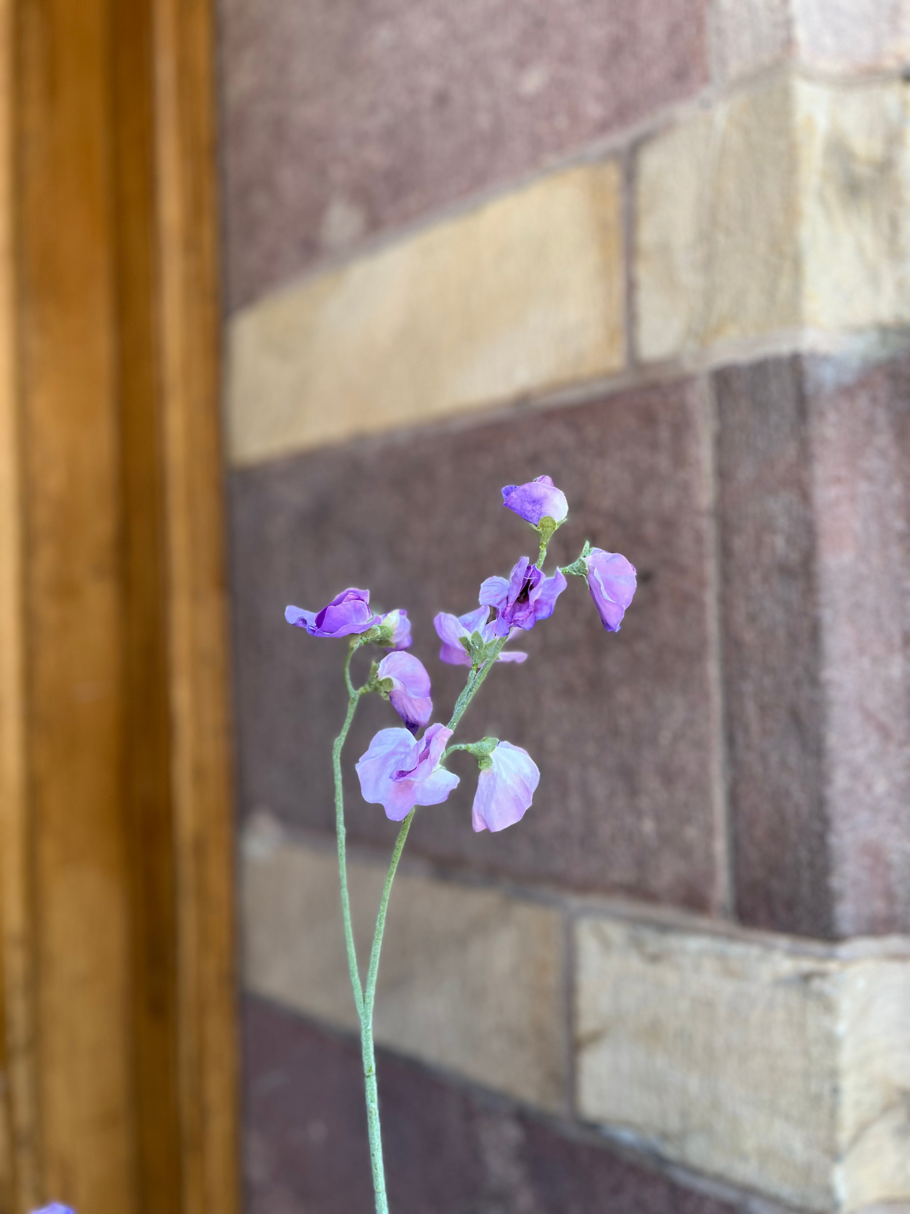 Luktärt lila, 40 cm