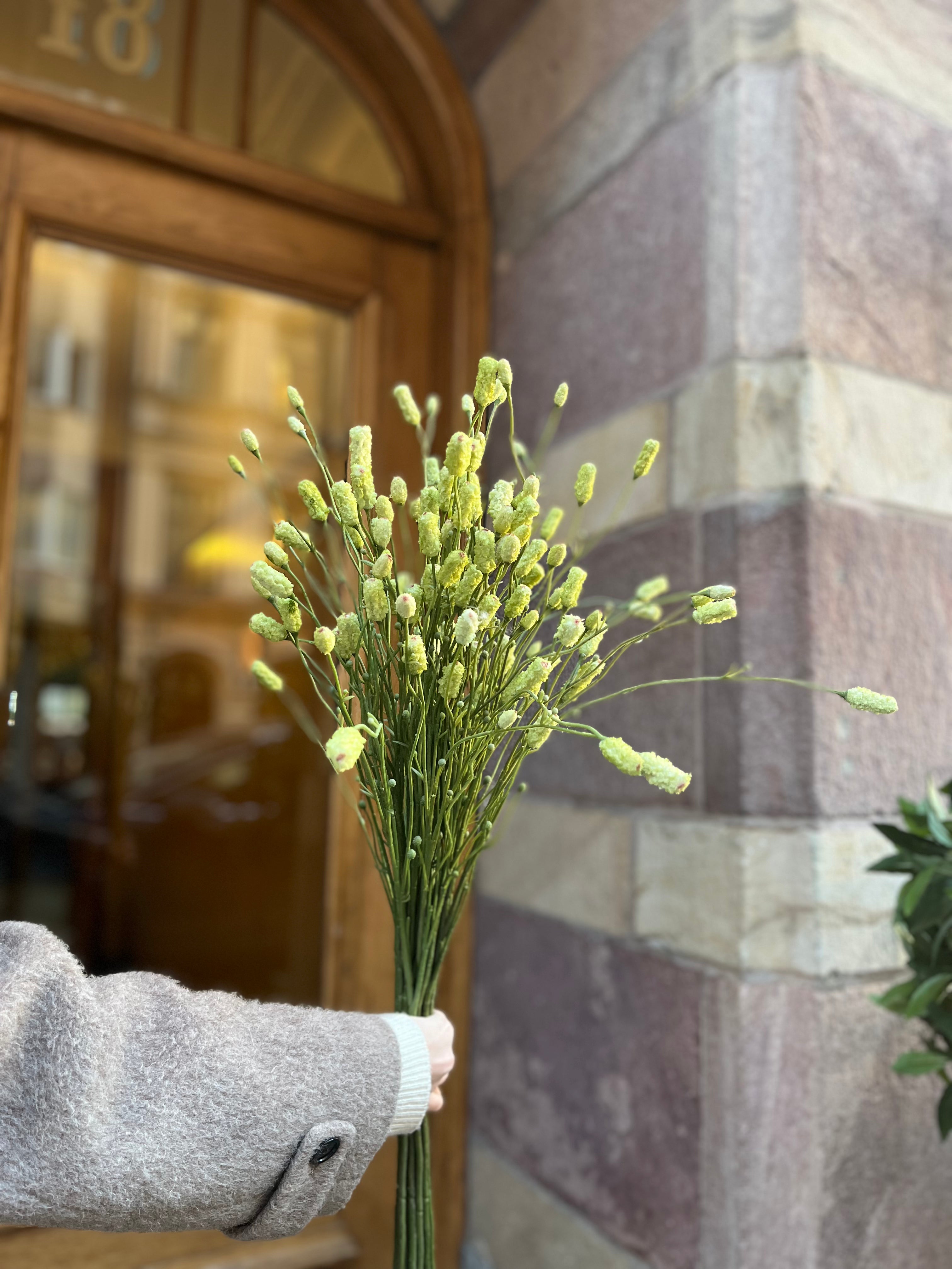 Pimpinell 75 cm, Grön