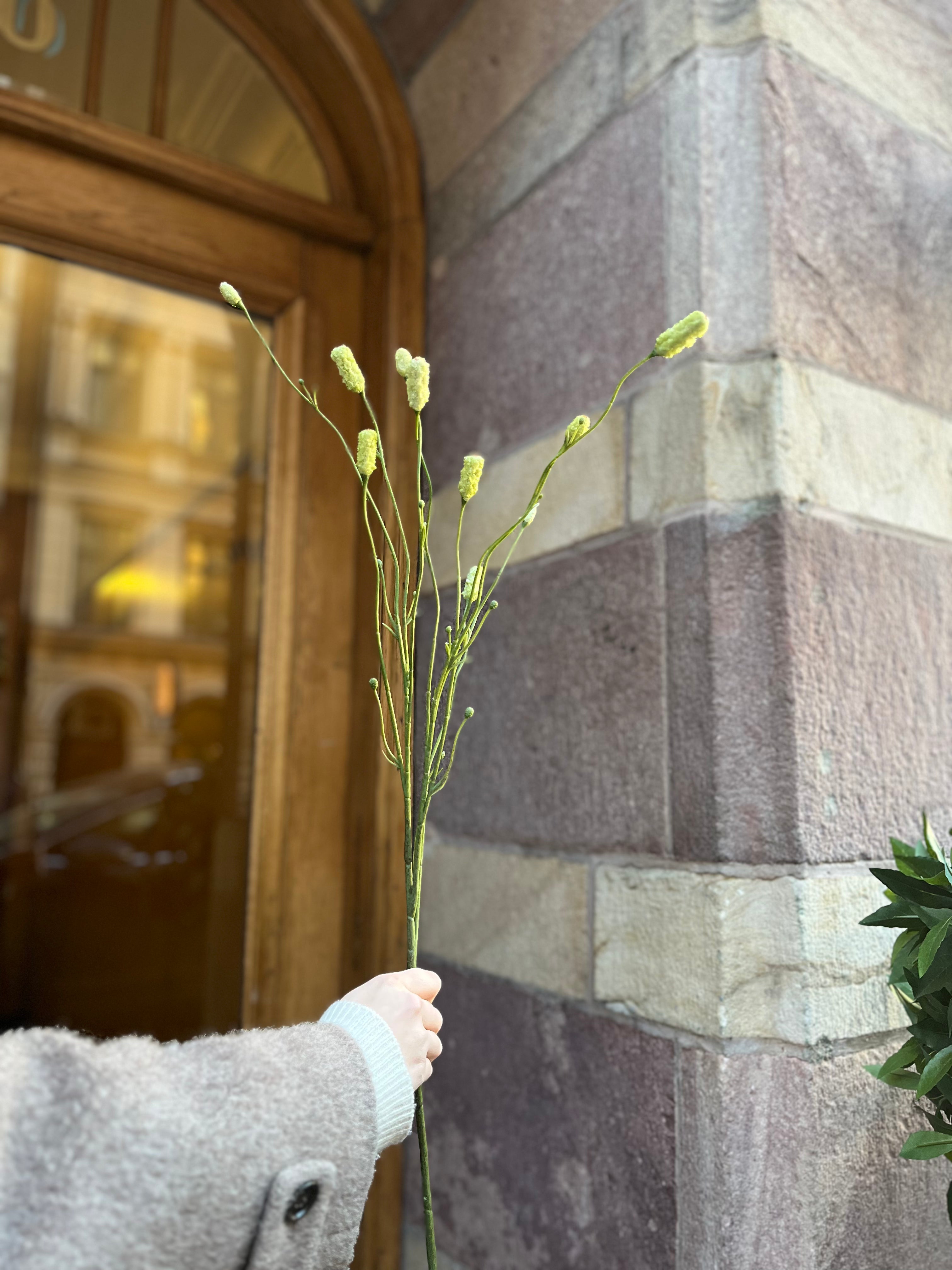 Pimpinell 75 cm, Grön