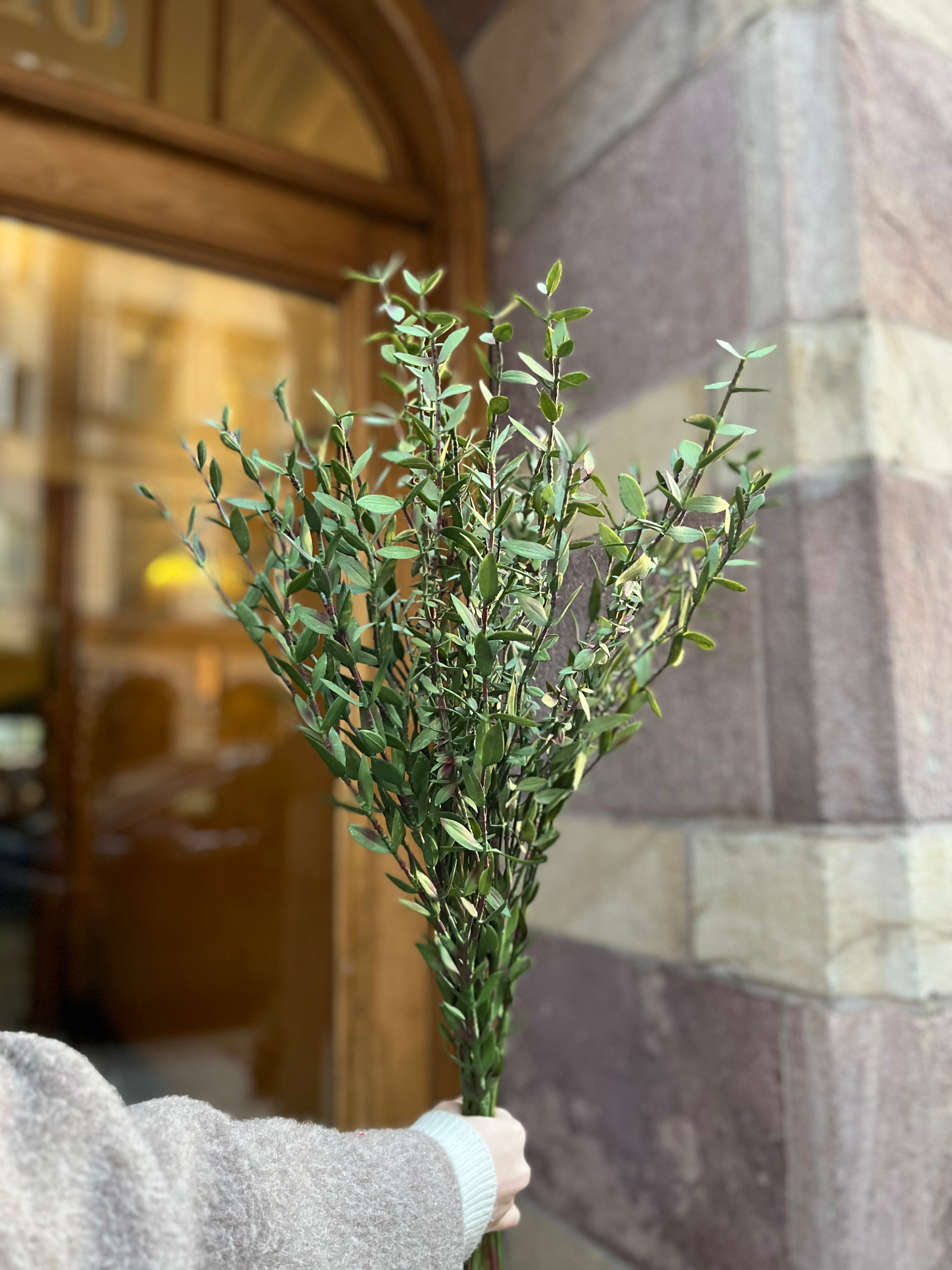 Eucalyptus mini, 70 cm