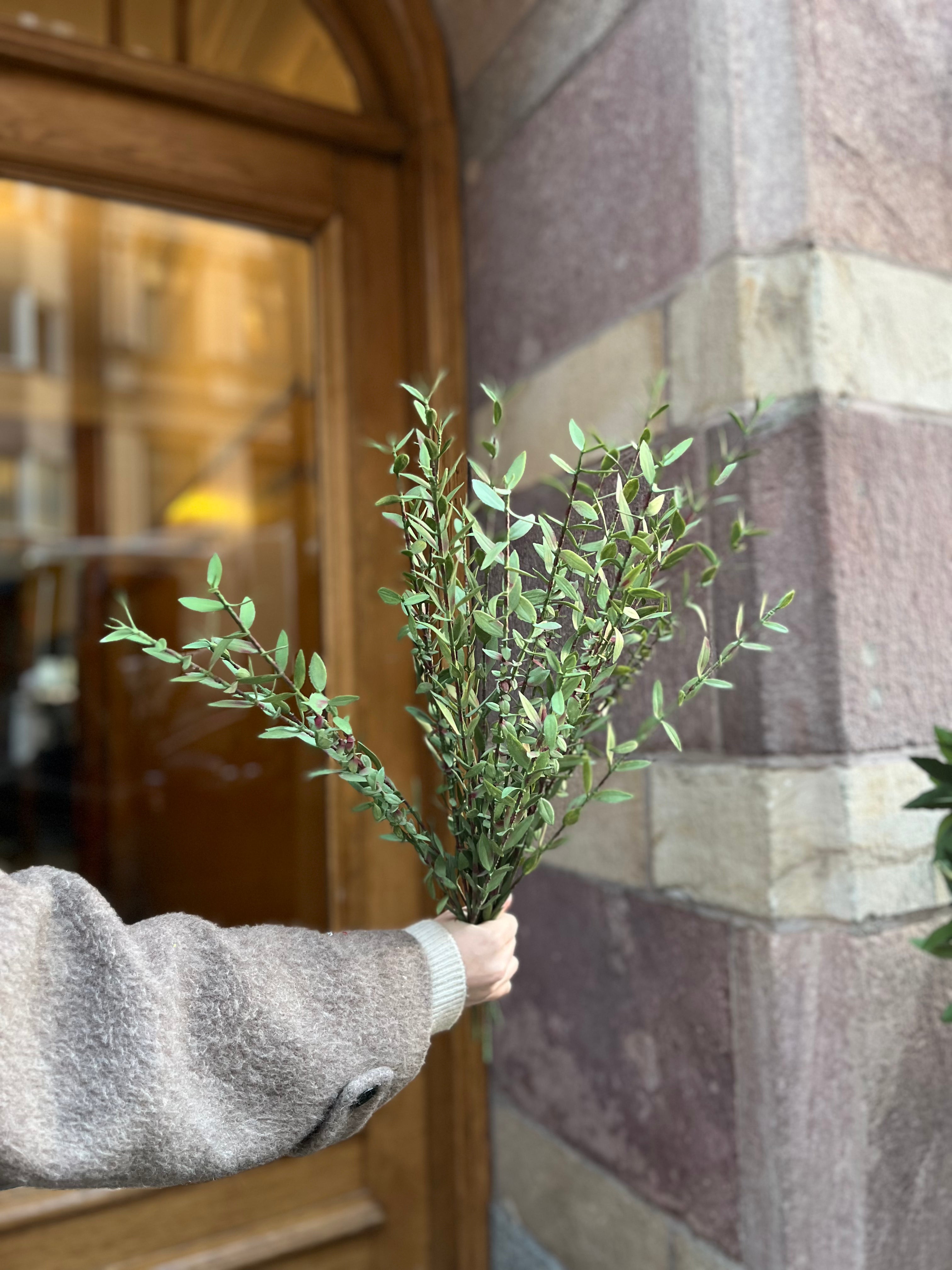 Eucalyptus mini, 50 cm