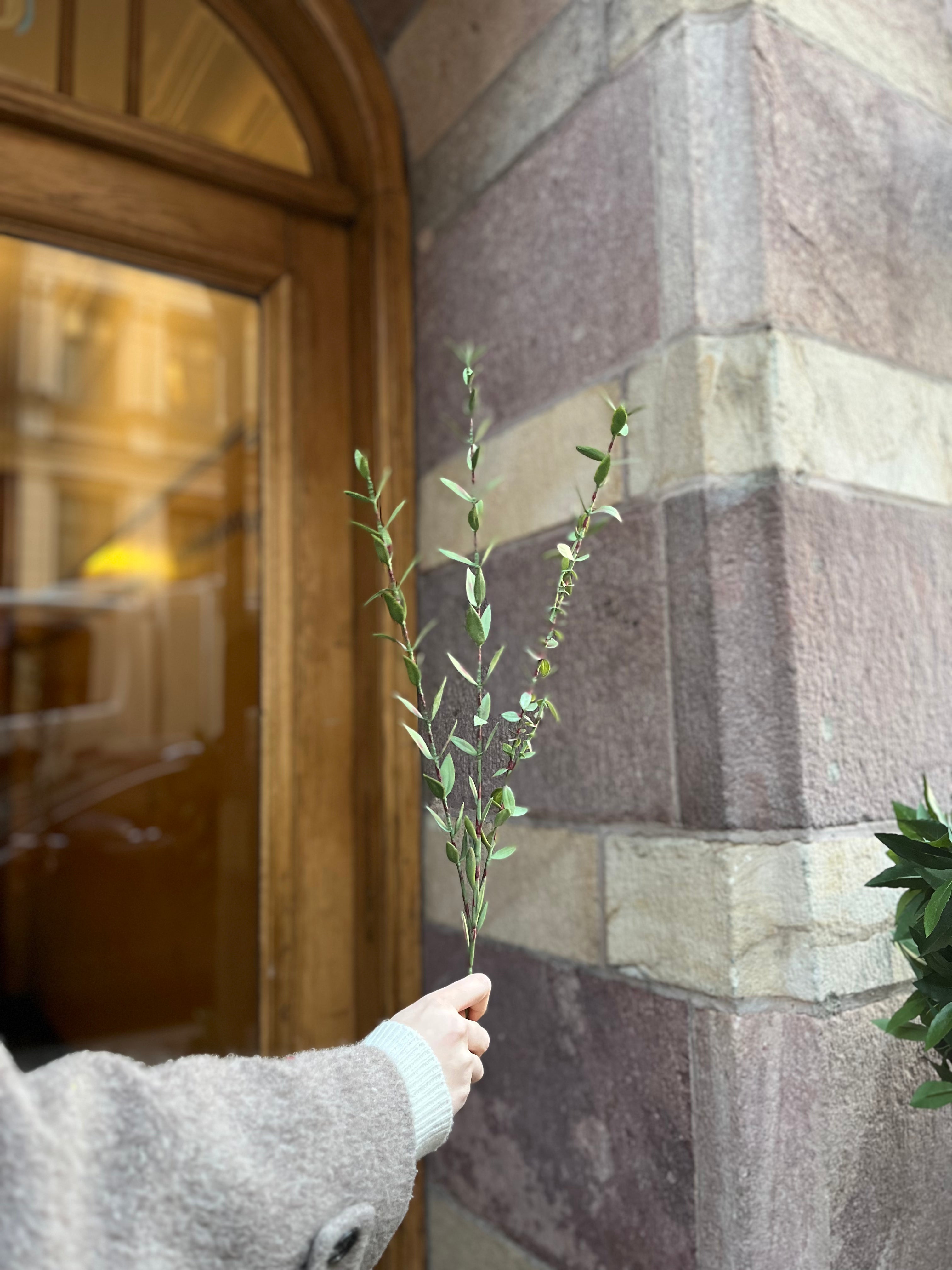 Eucalyptus mini, 50 cm