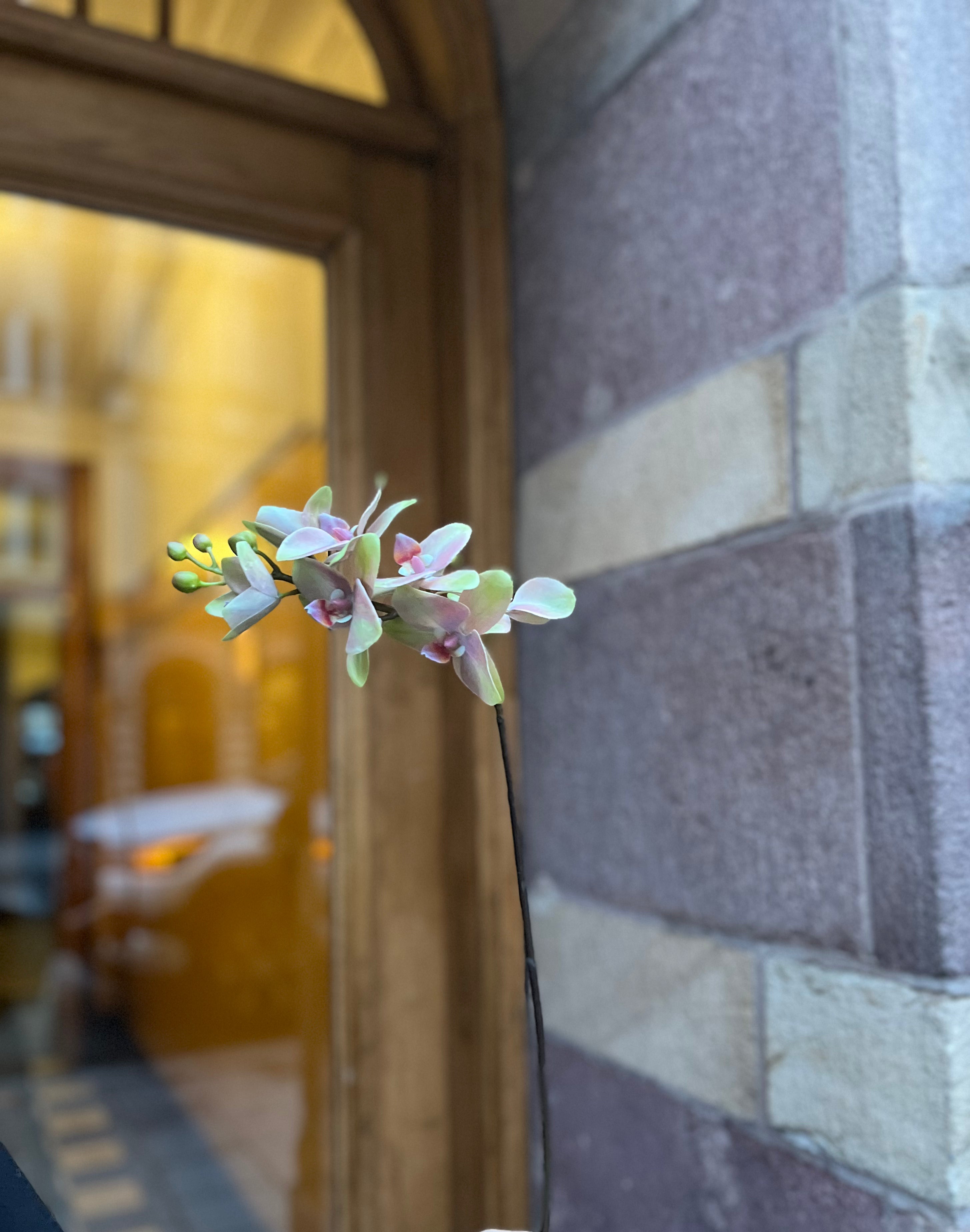 Orkidékvist 60 cm, Grön