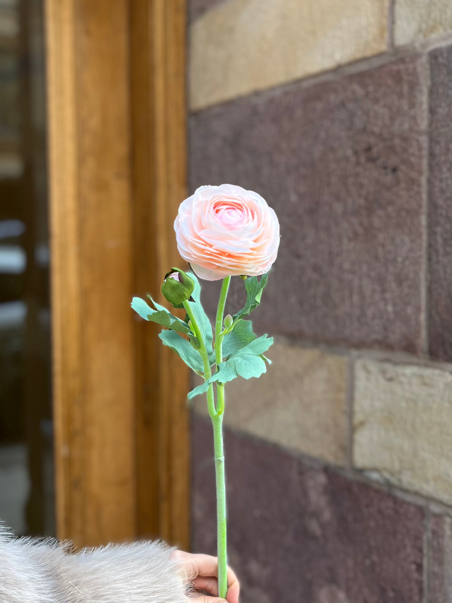 Ranunkel 50 cm, Peach