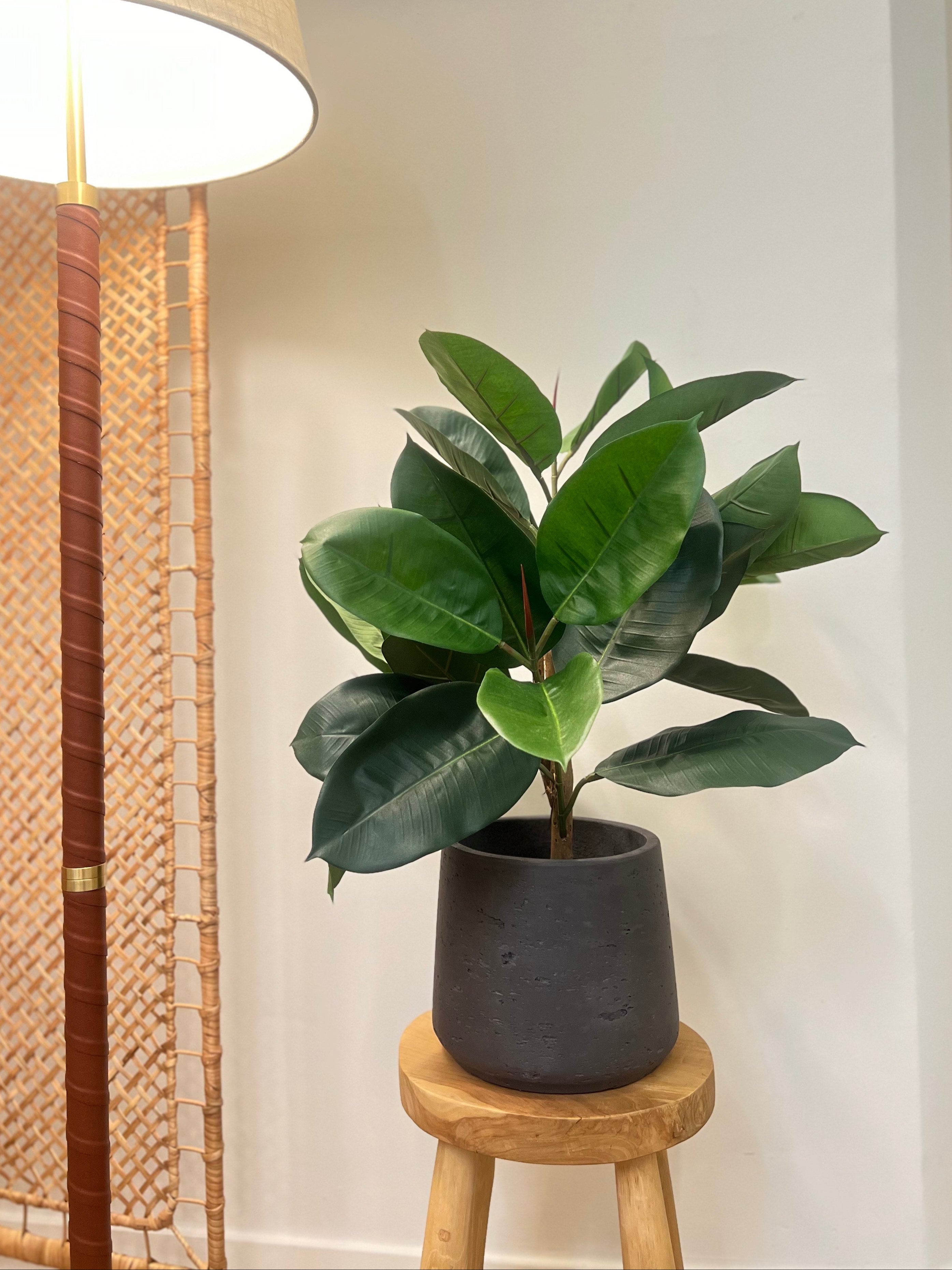 Ficus Elastica 60 cm