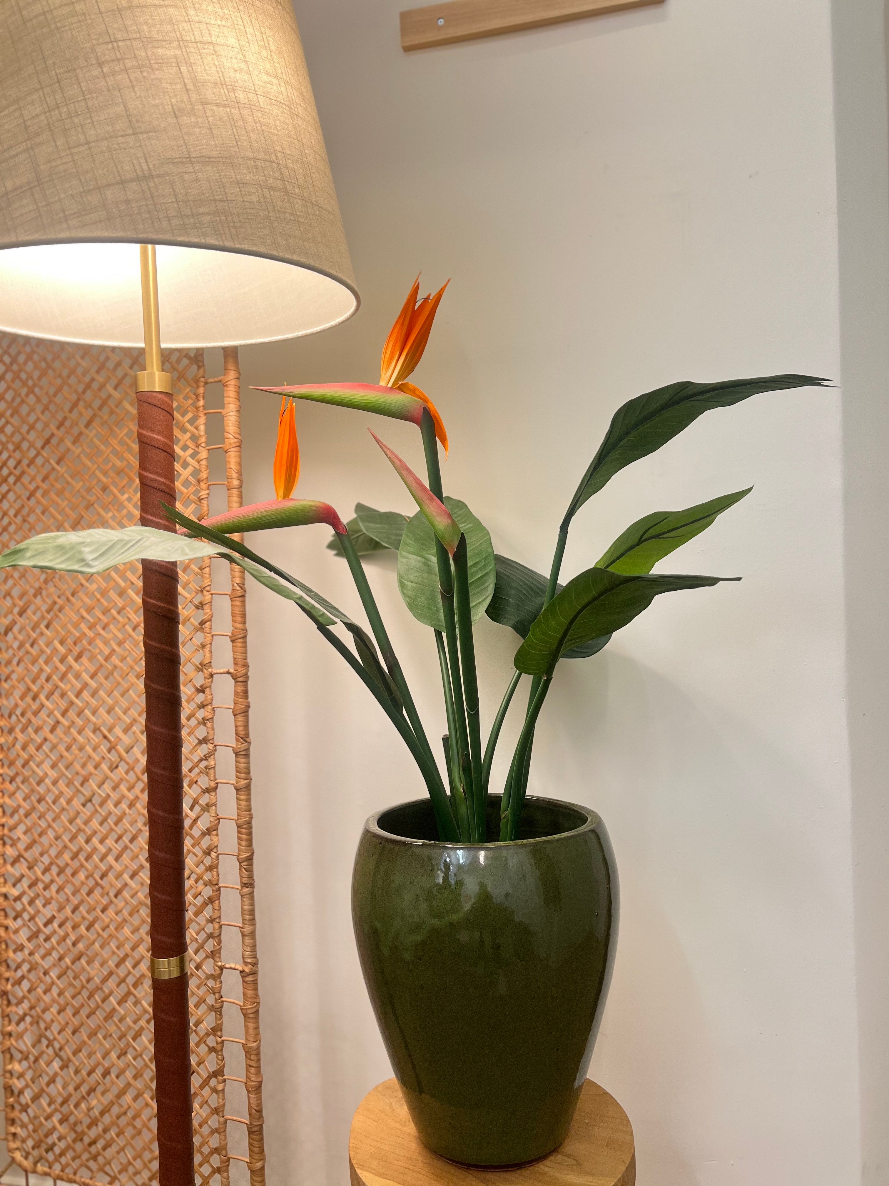 Strelitzia 95 cm