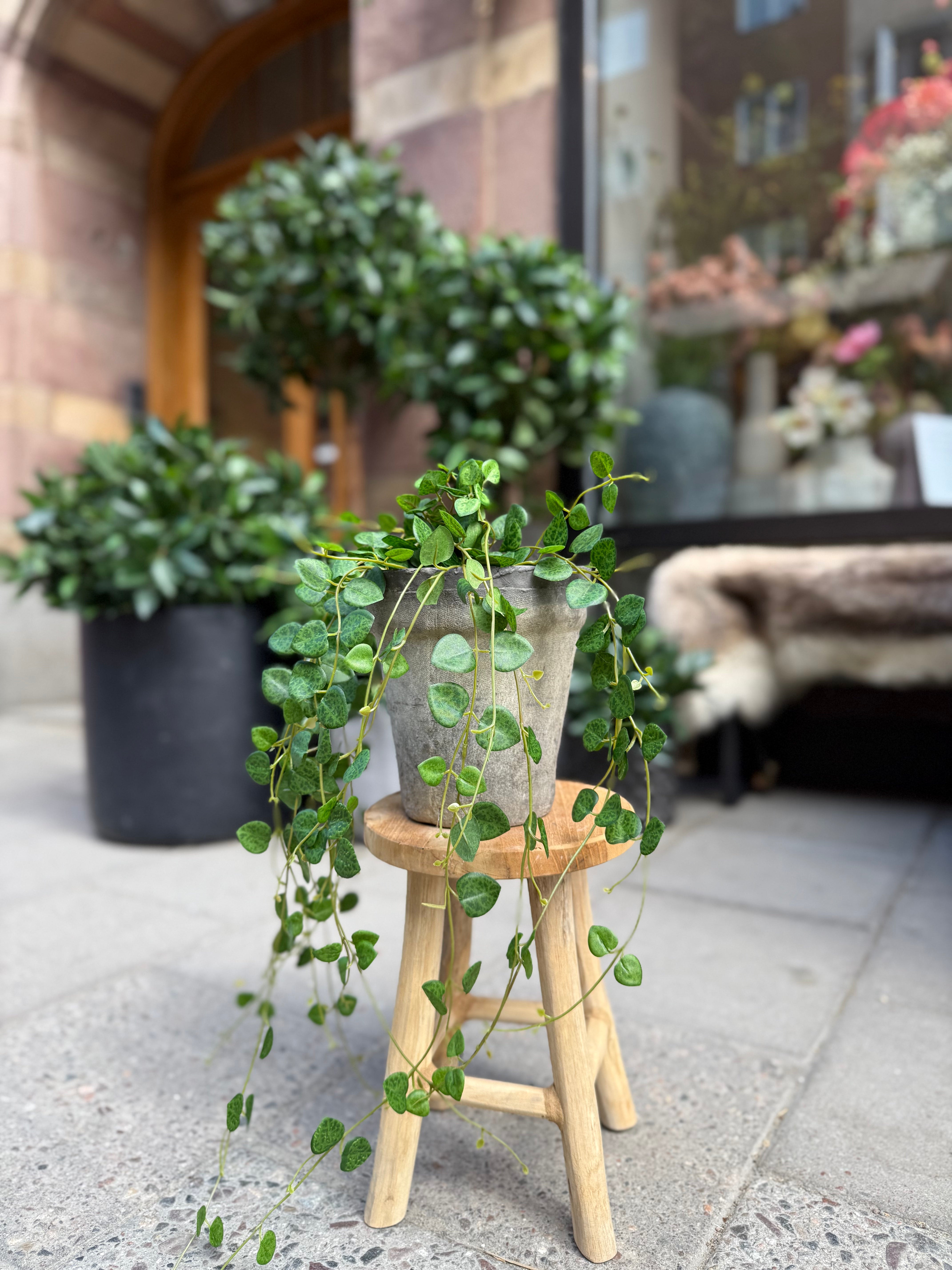 Sweetheart vine 50 cm