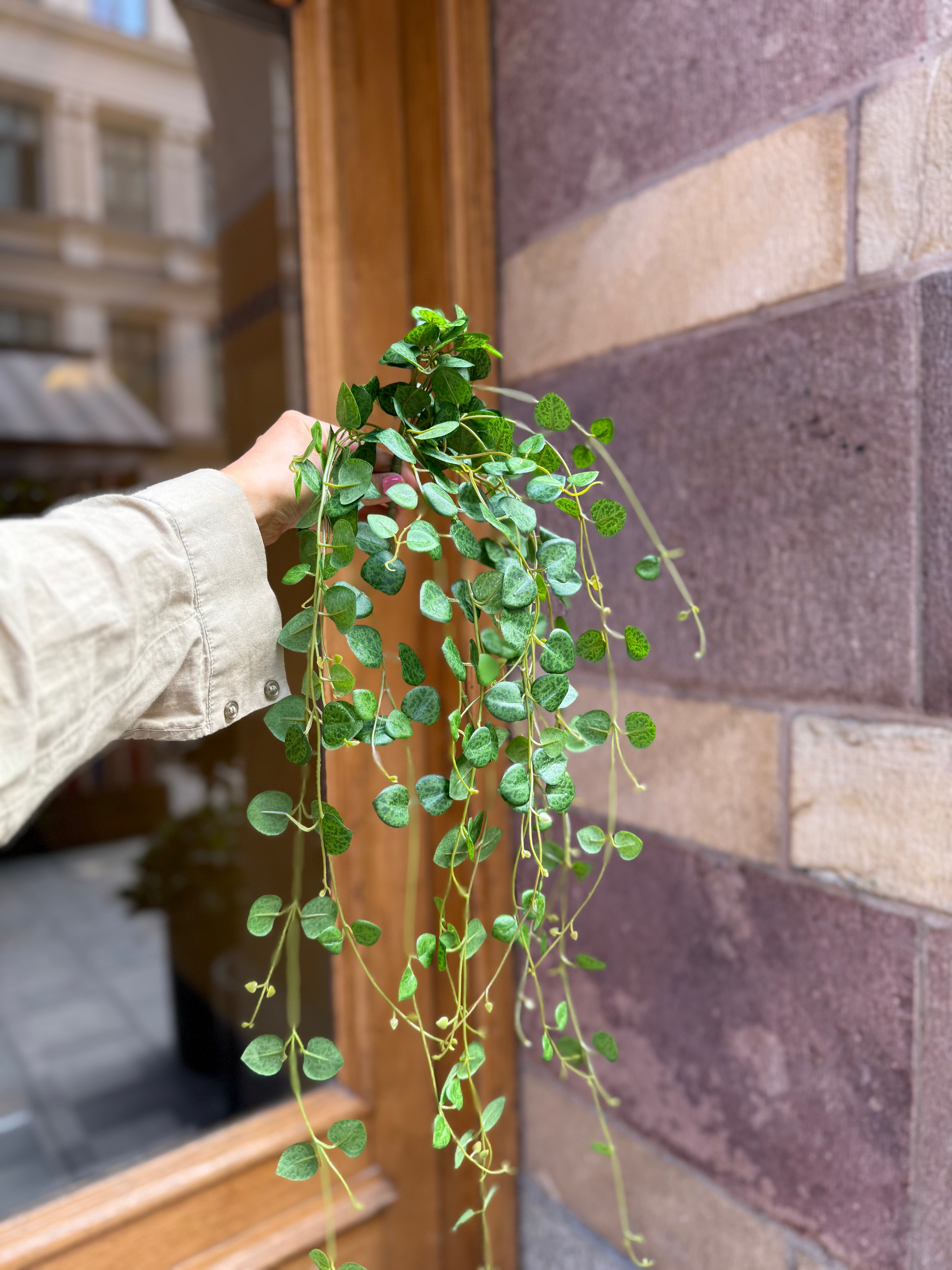 Sweetheart vine 50 cm