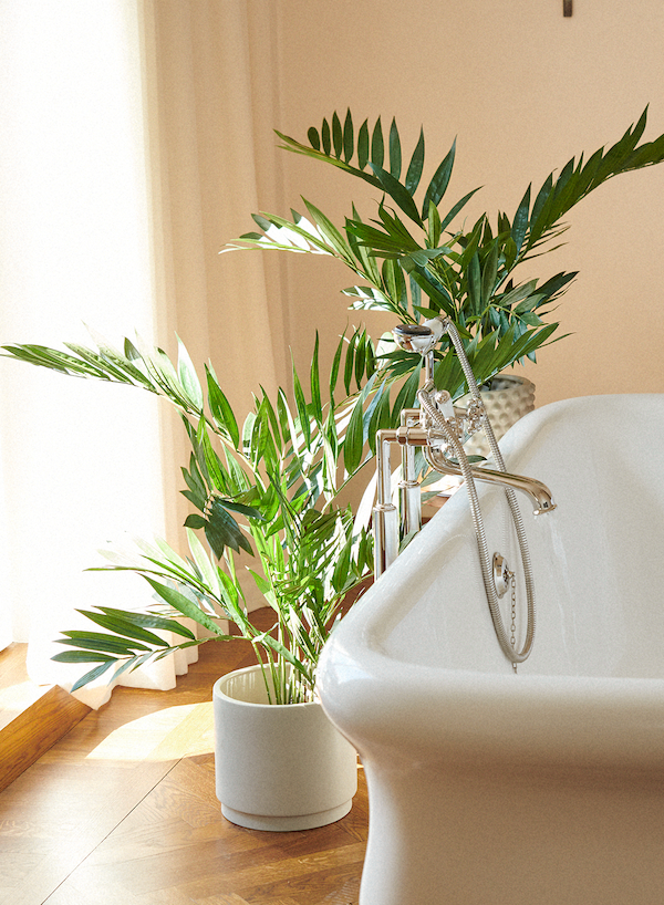 Parlour palm UV 90 cm