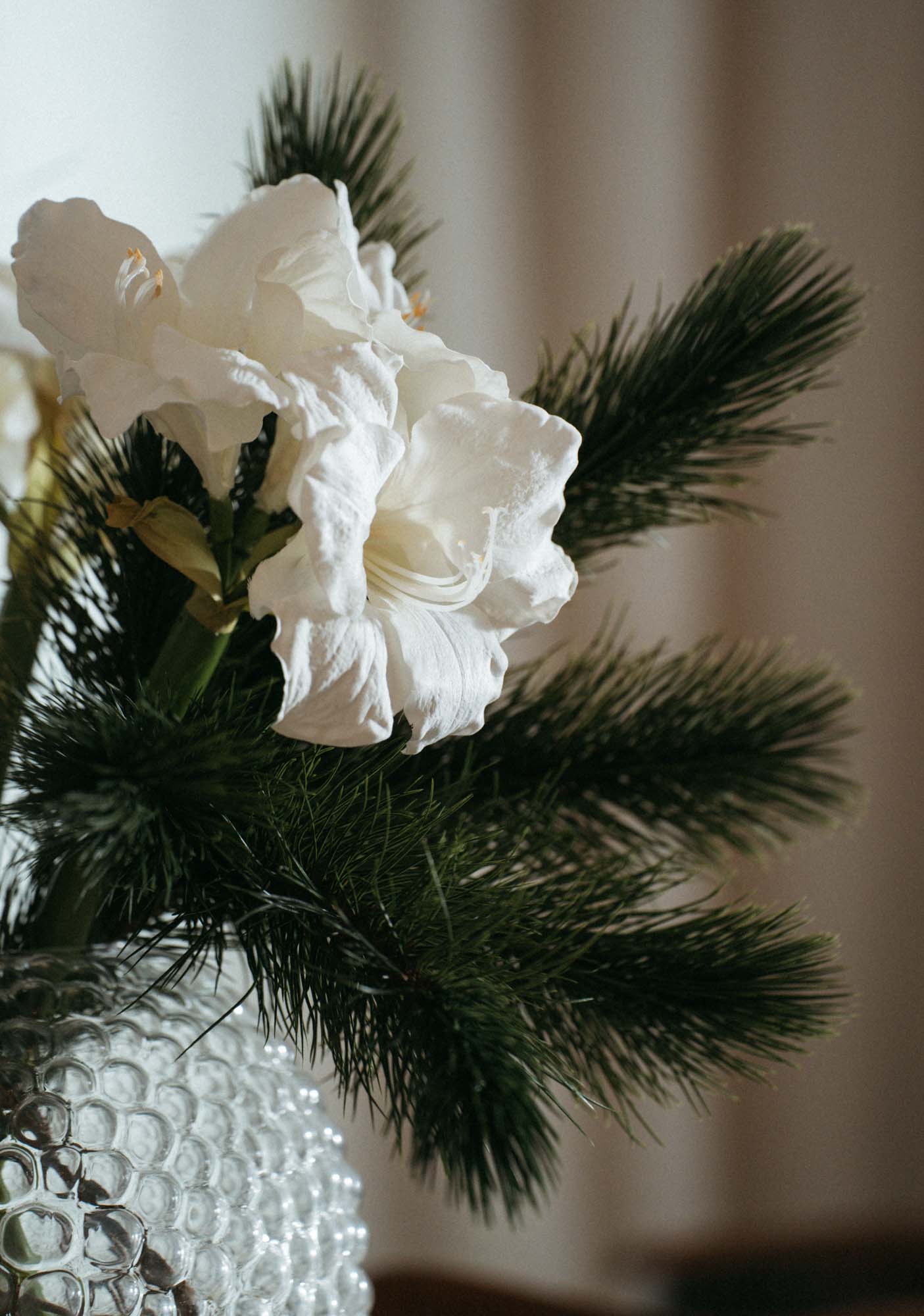 Amaryllis 75 cm, vit