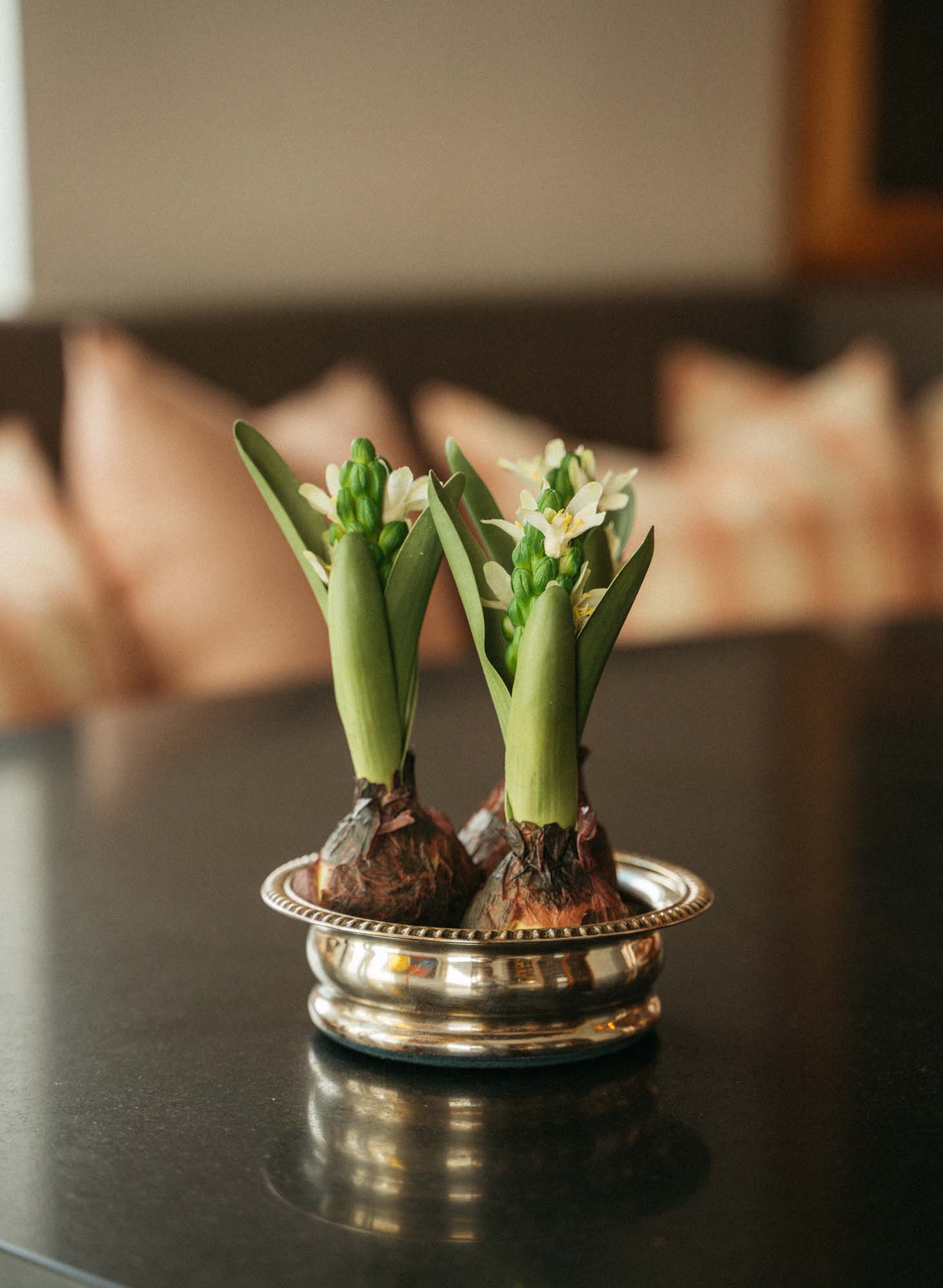 Hyacint 22 cm, Alla färger