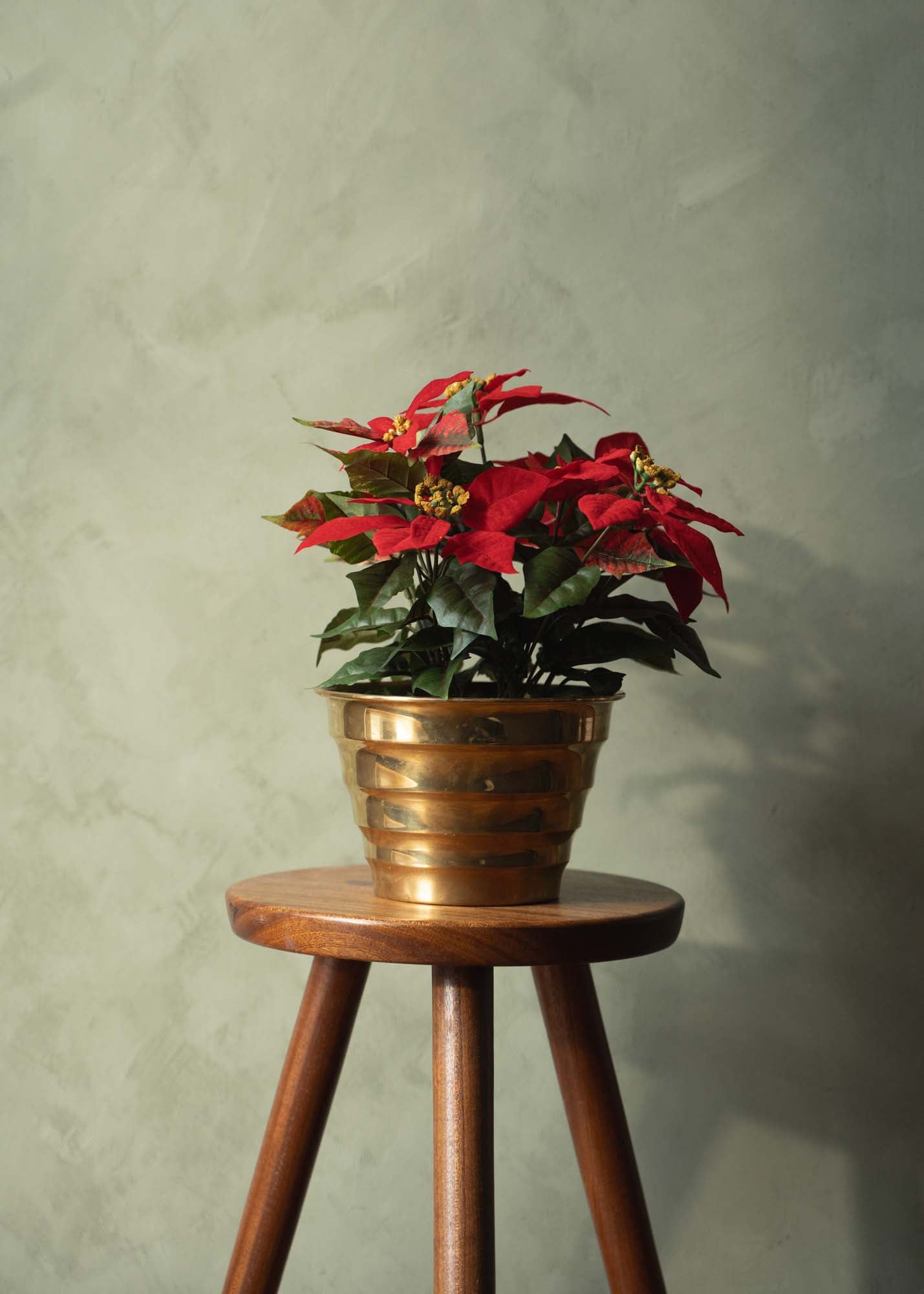 Julstjärna 26 cm, röd