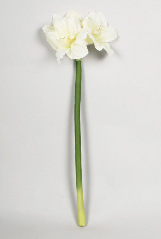 Amaryllis vit, 75 cm
