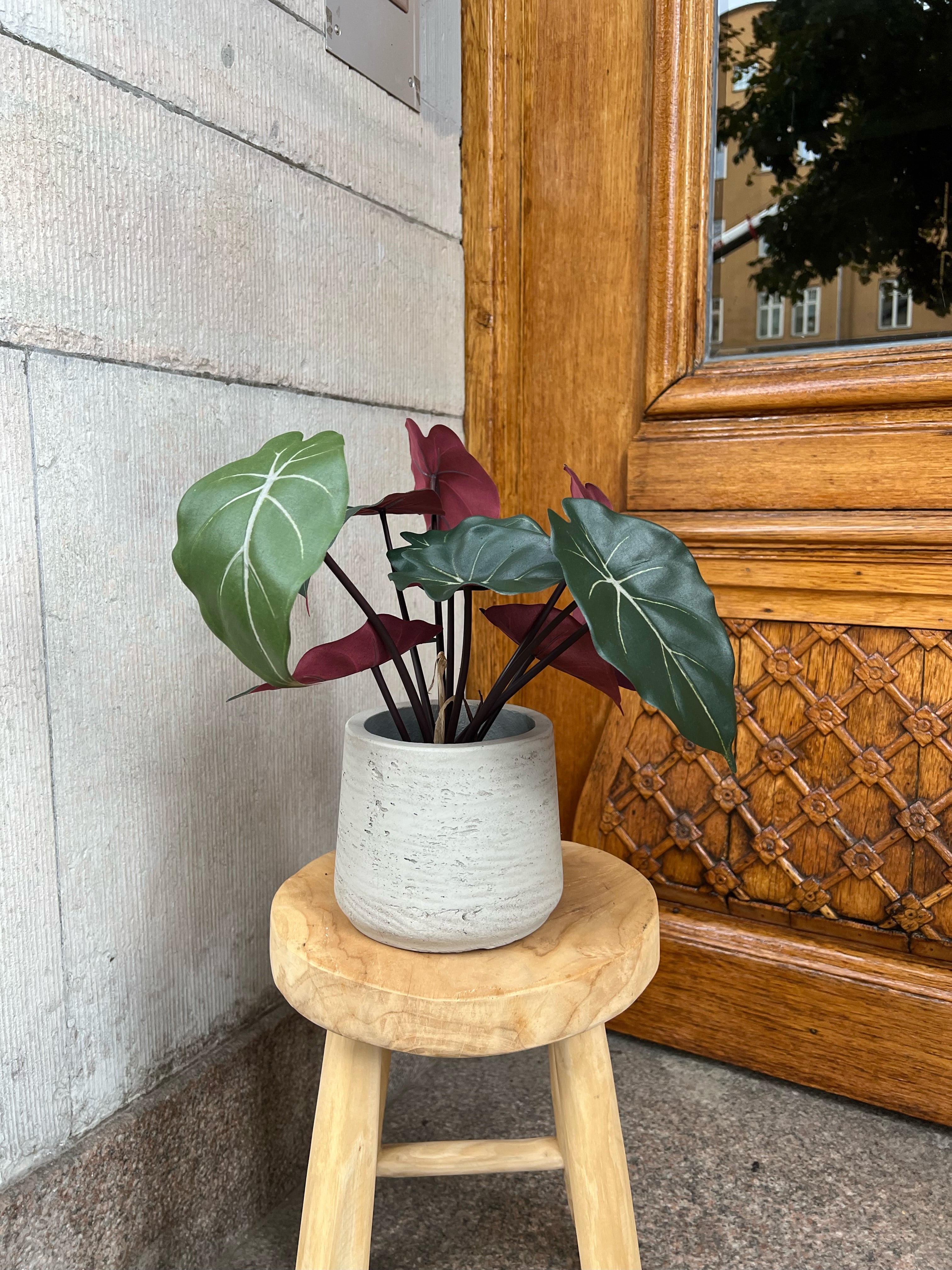 Syngonium 34 cm