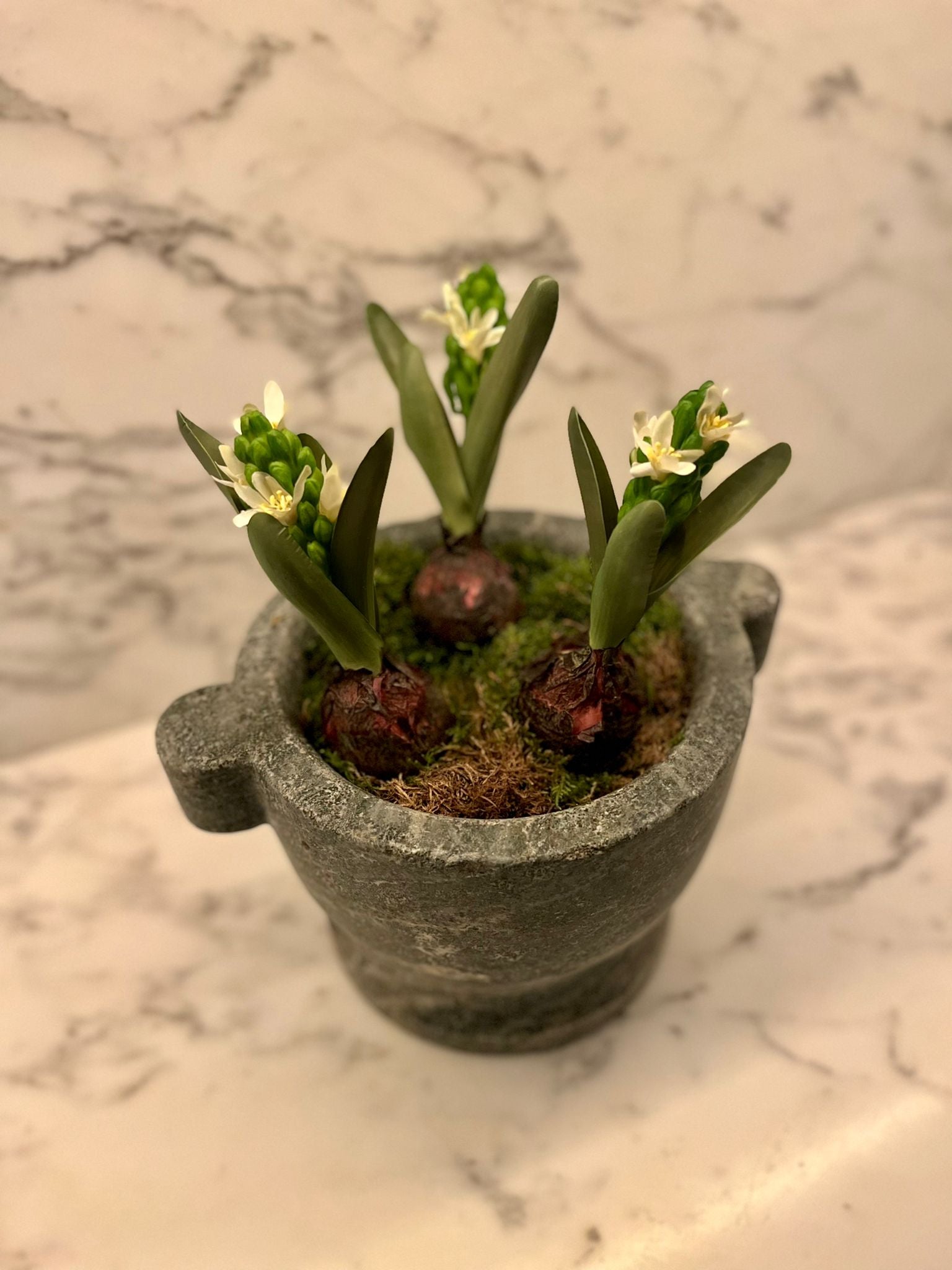 Hyacint 22 cm, Alla färger