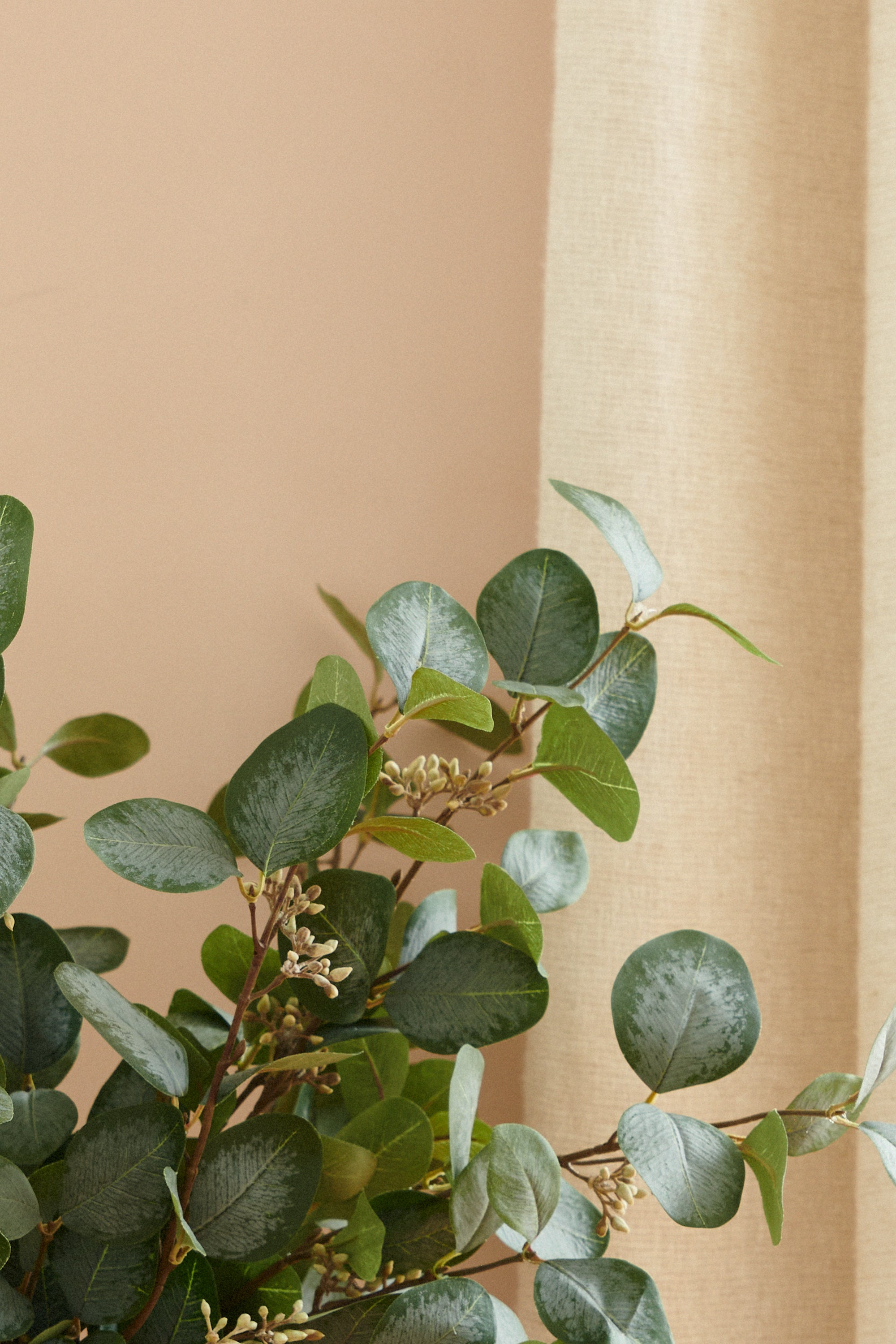 Eucalyptus med bär 70 cm