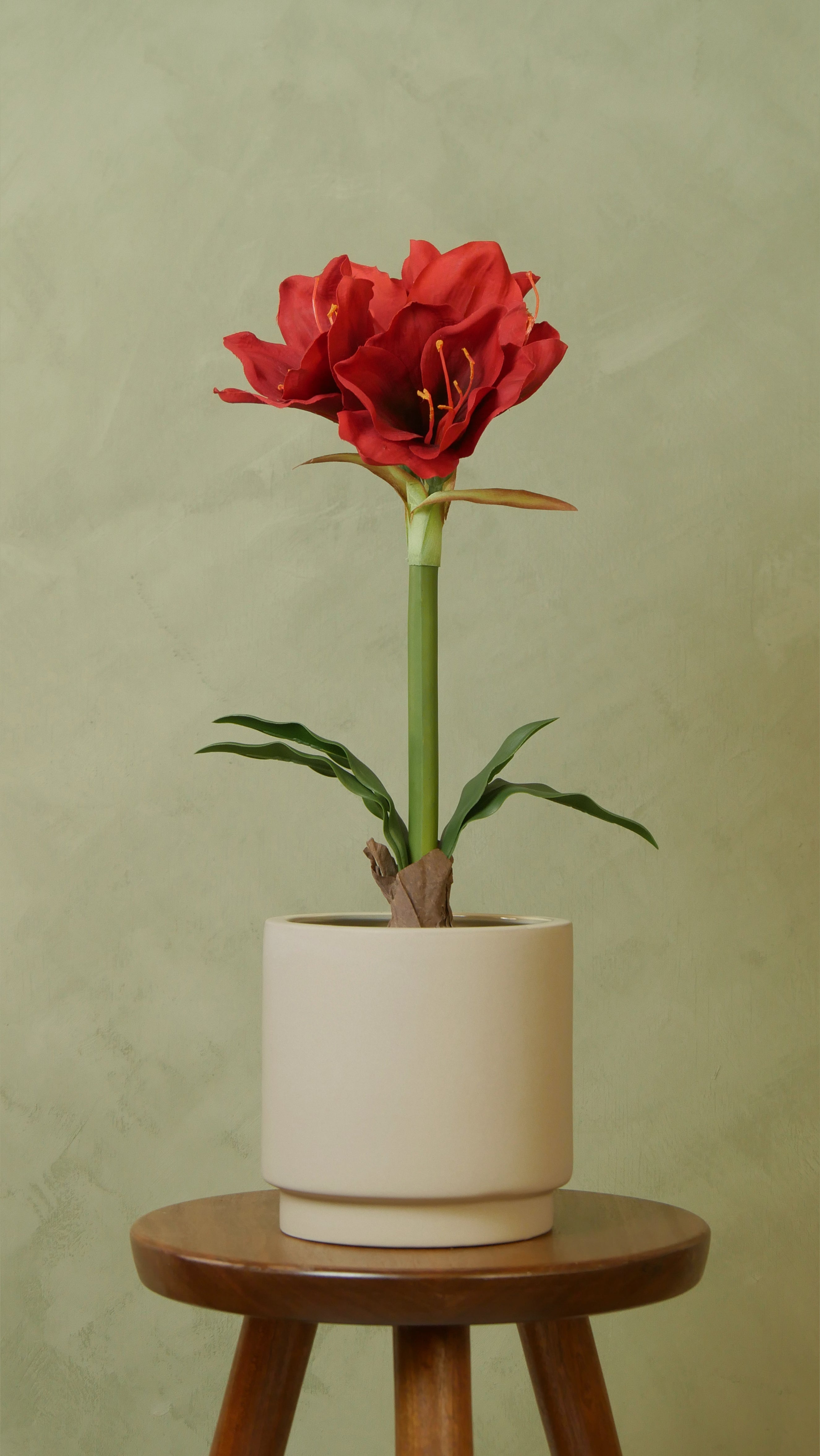 Amaryllis i kruka 50 cm, Röd