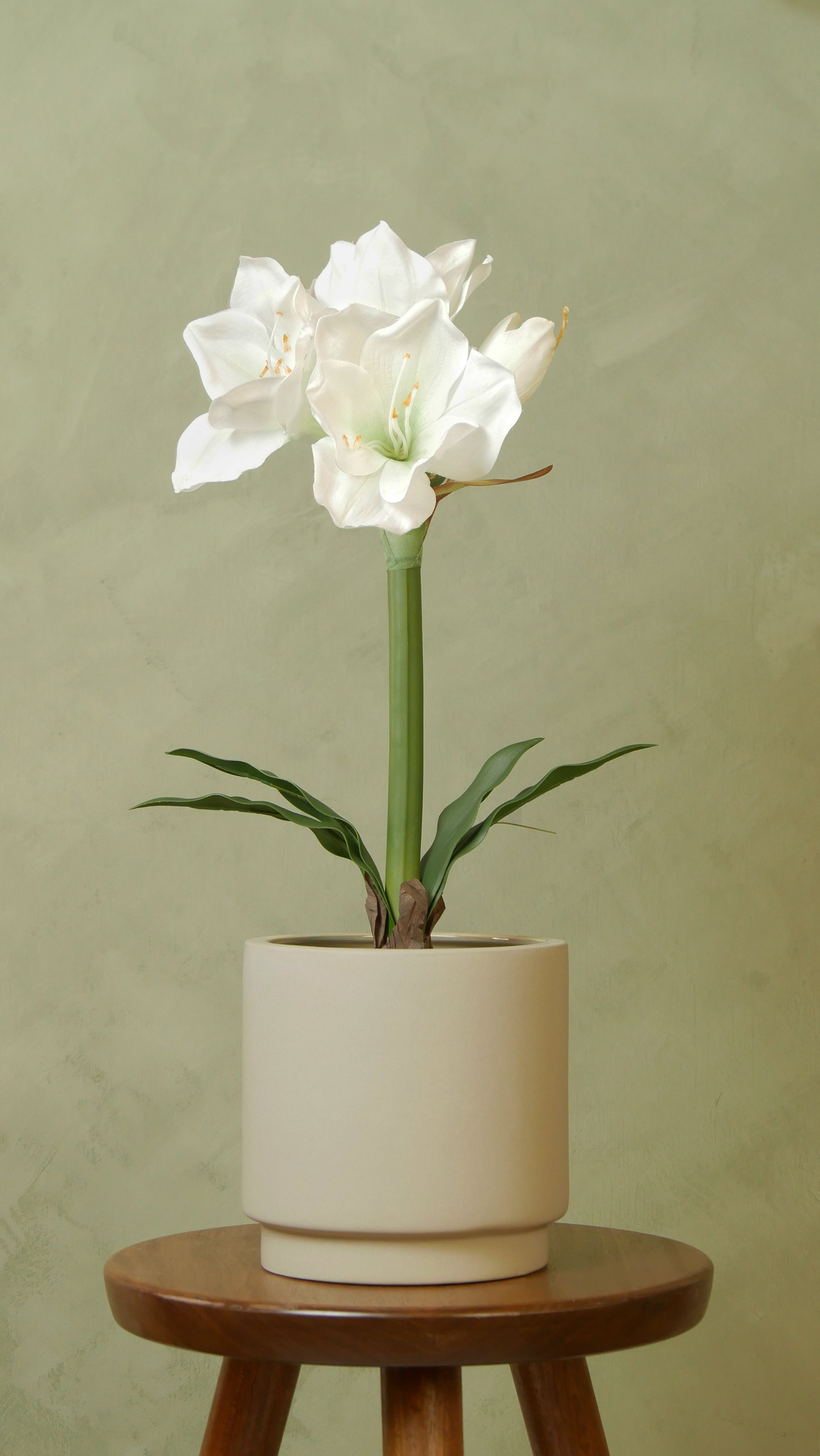Amaryllis i kruka 50 cm, Vit