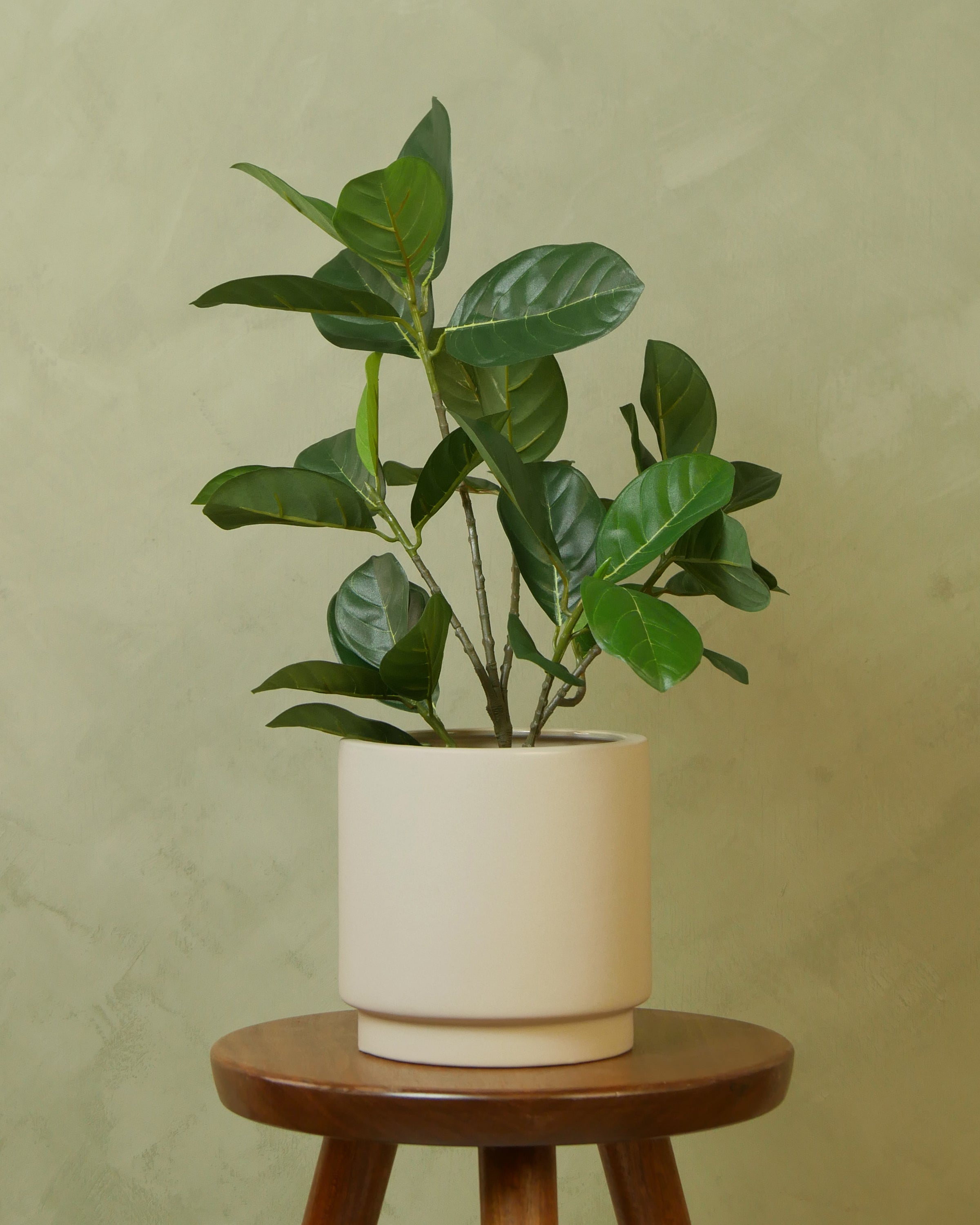 Artocarpus UV 40-56 cm