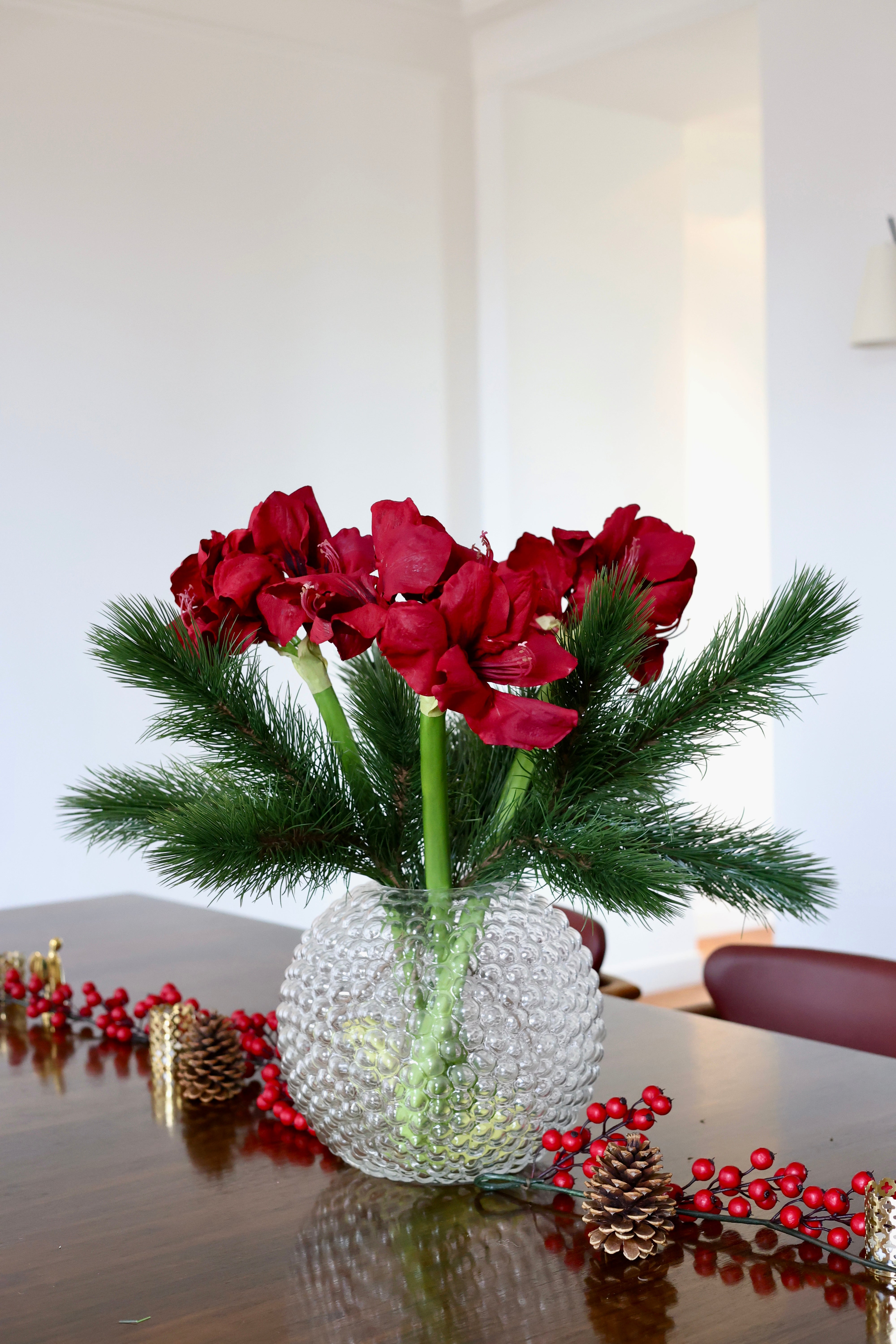 Amaryllis burgundy, 75 cm