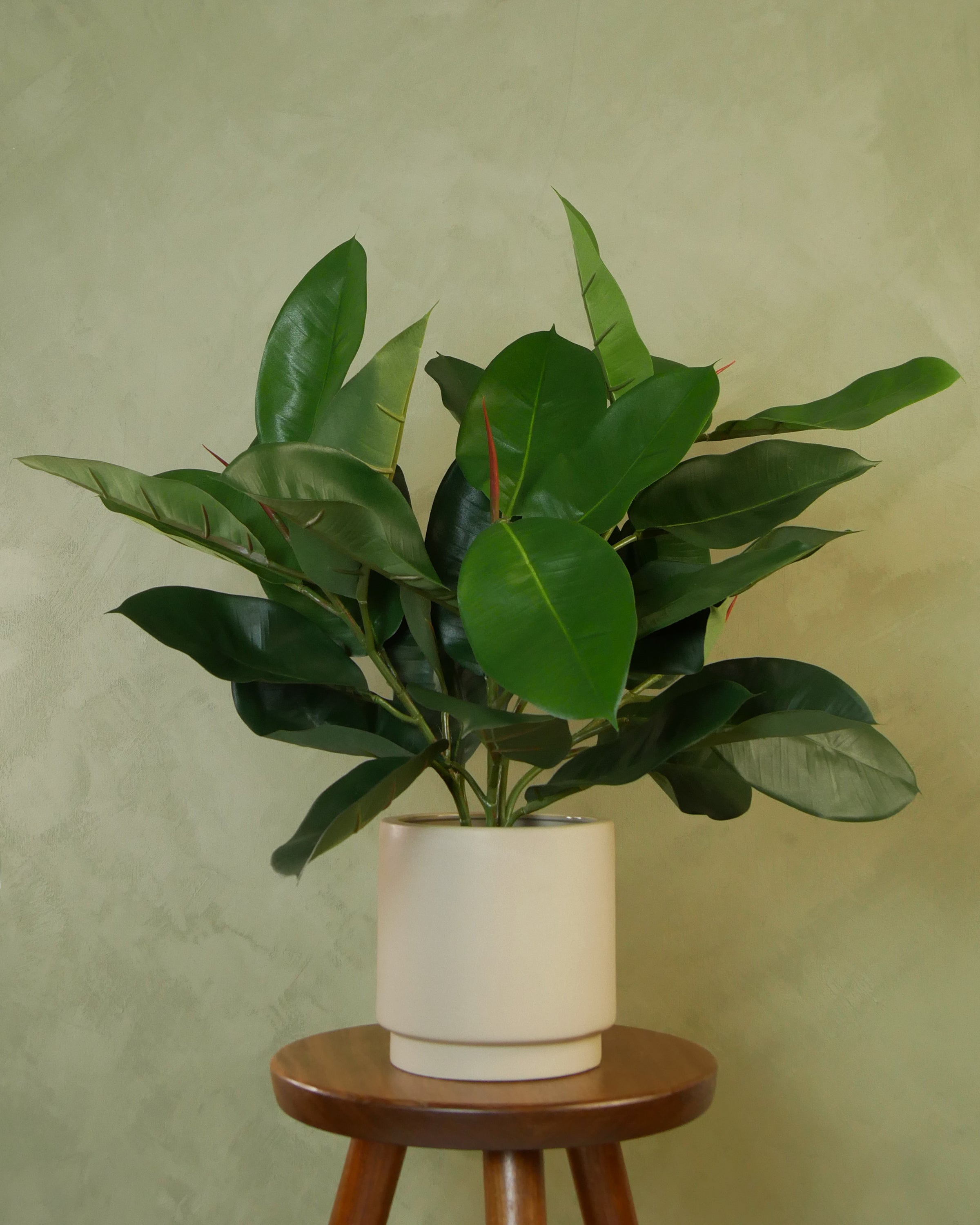 Ficus Elastica 60 cm