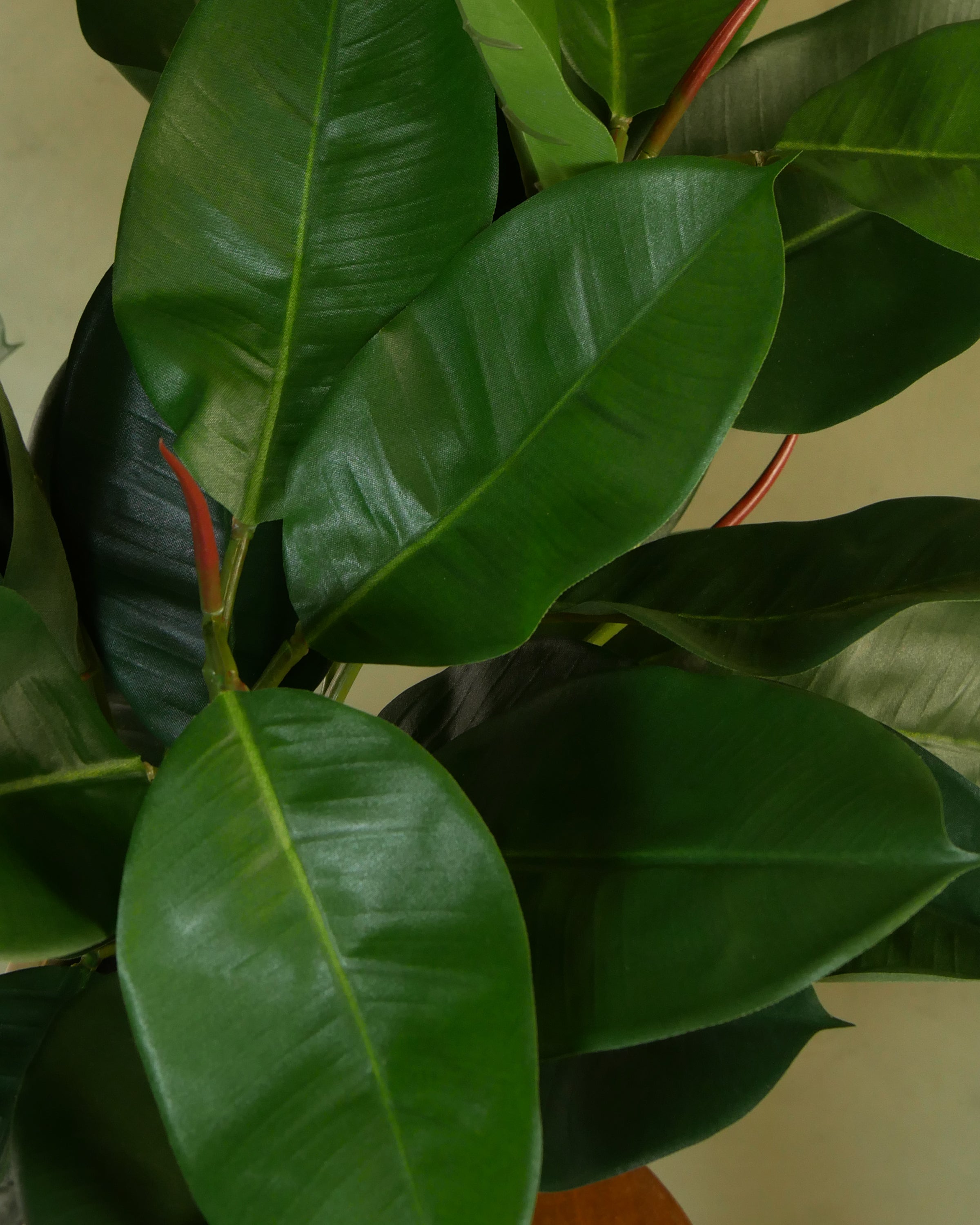 Ficus Elastica 60 cm