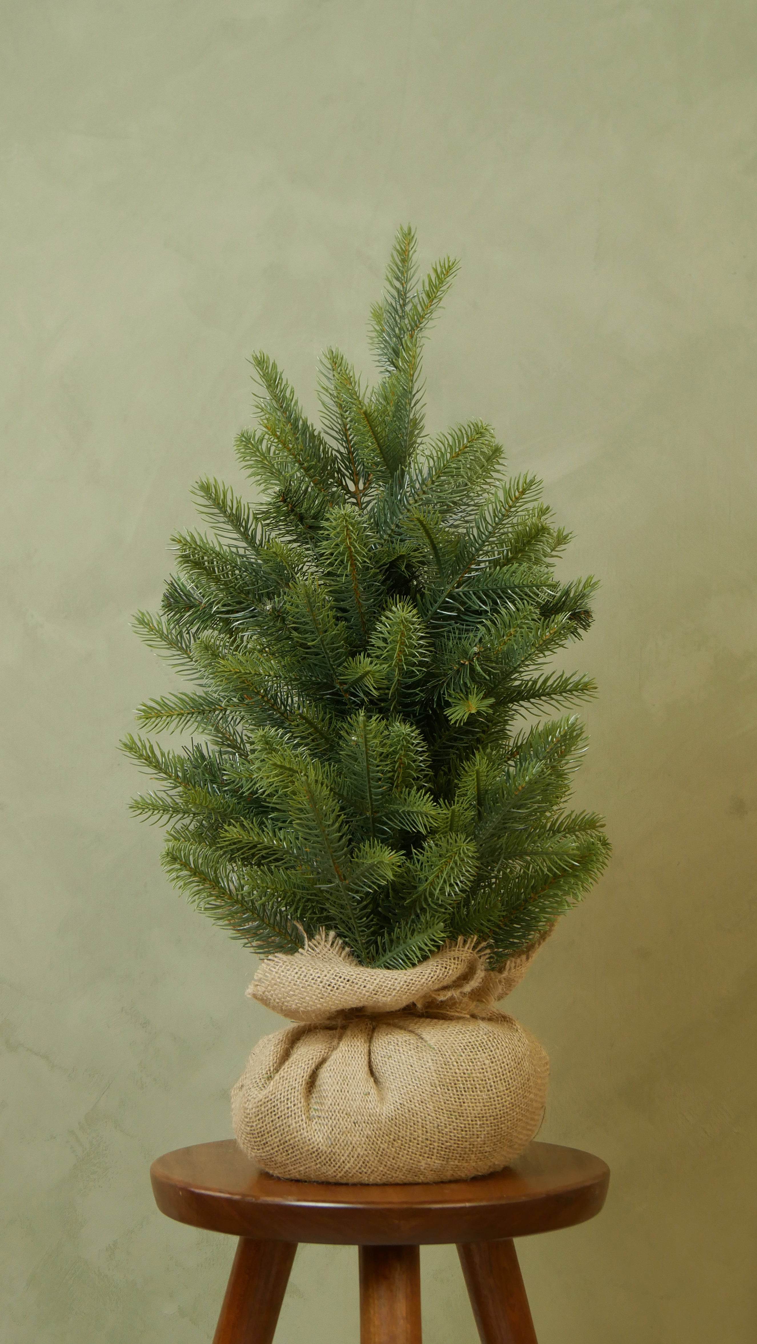 Minigran exklusiv 60-80 cm