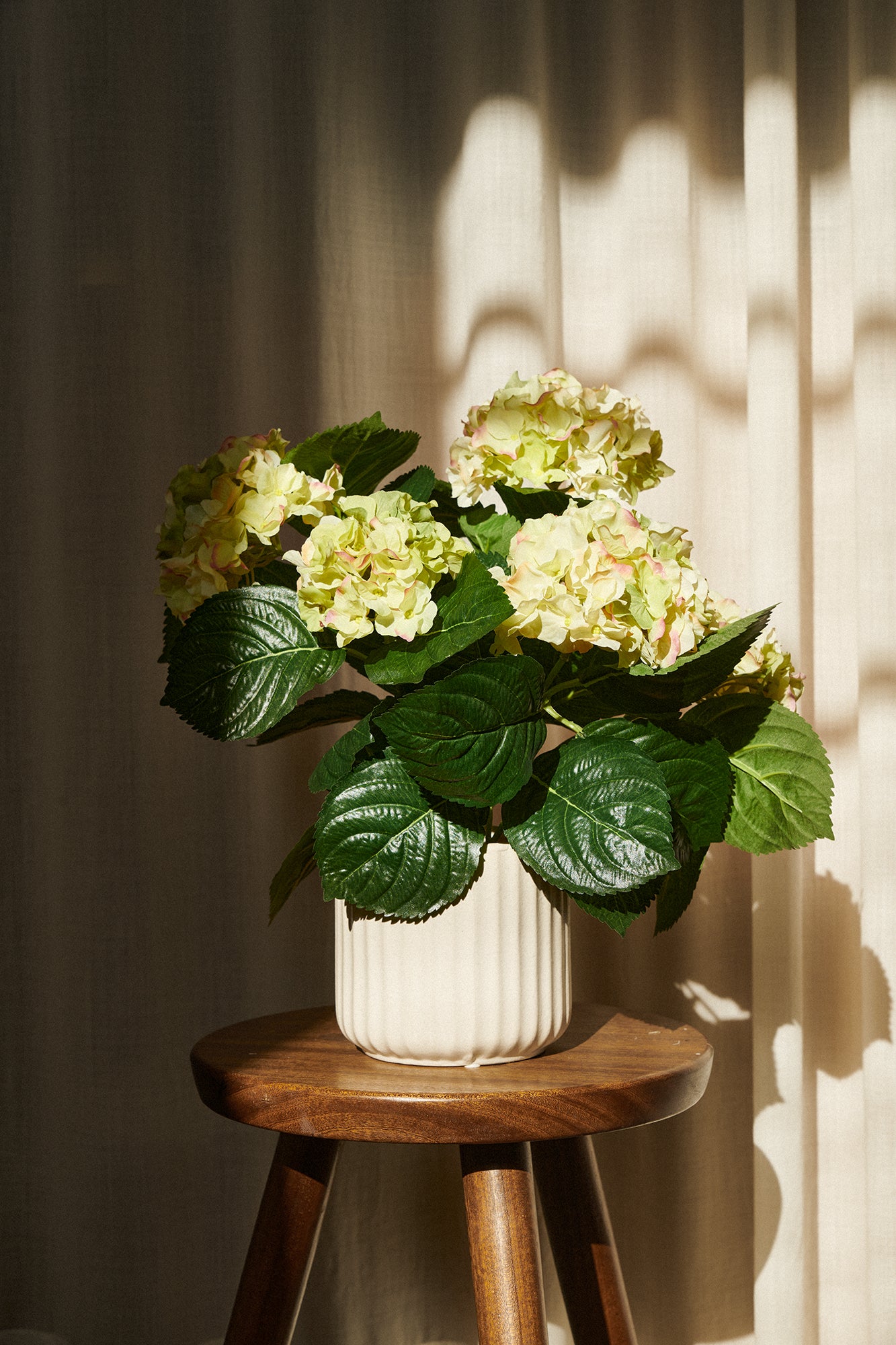 Hortensia i kruka 40 cm, grön