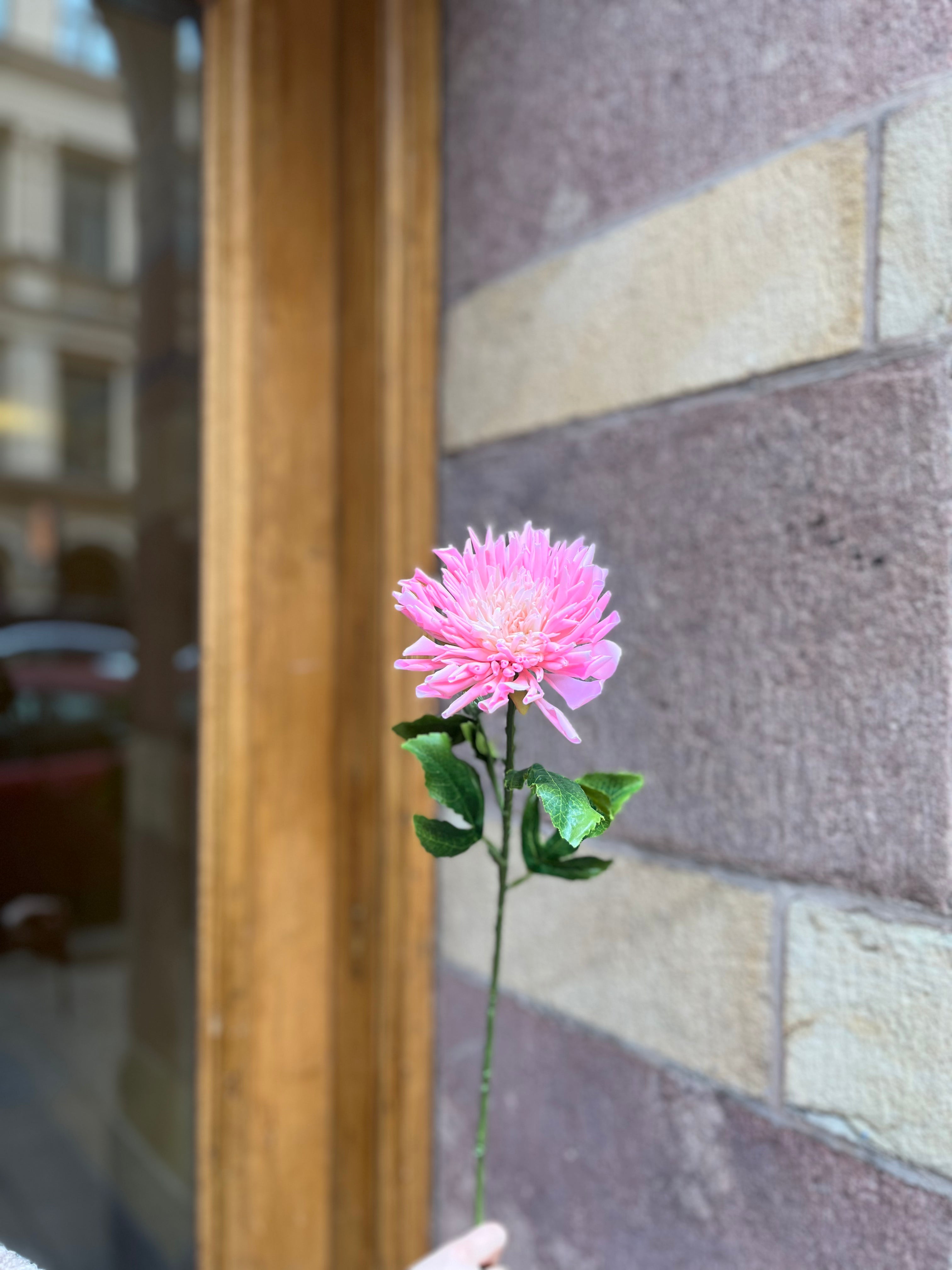 Chrysantemum, rosa 60 cm