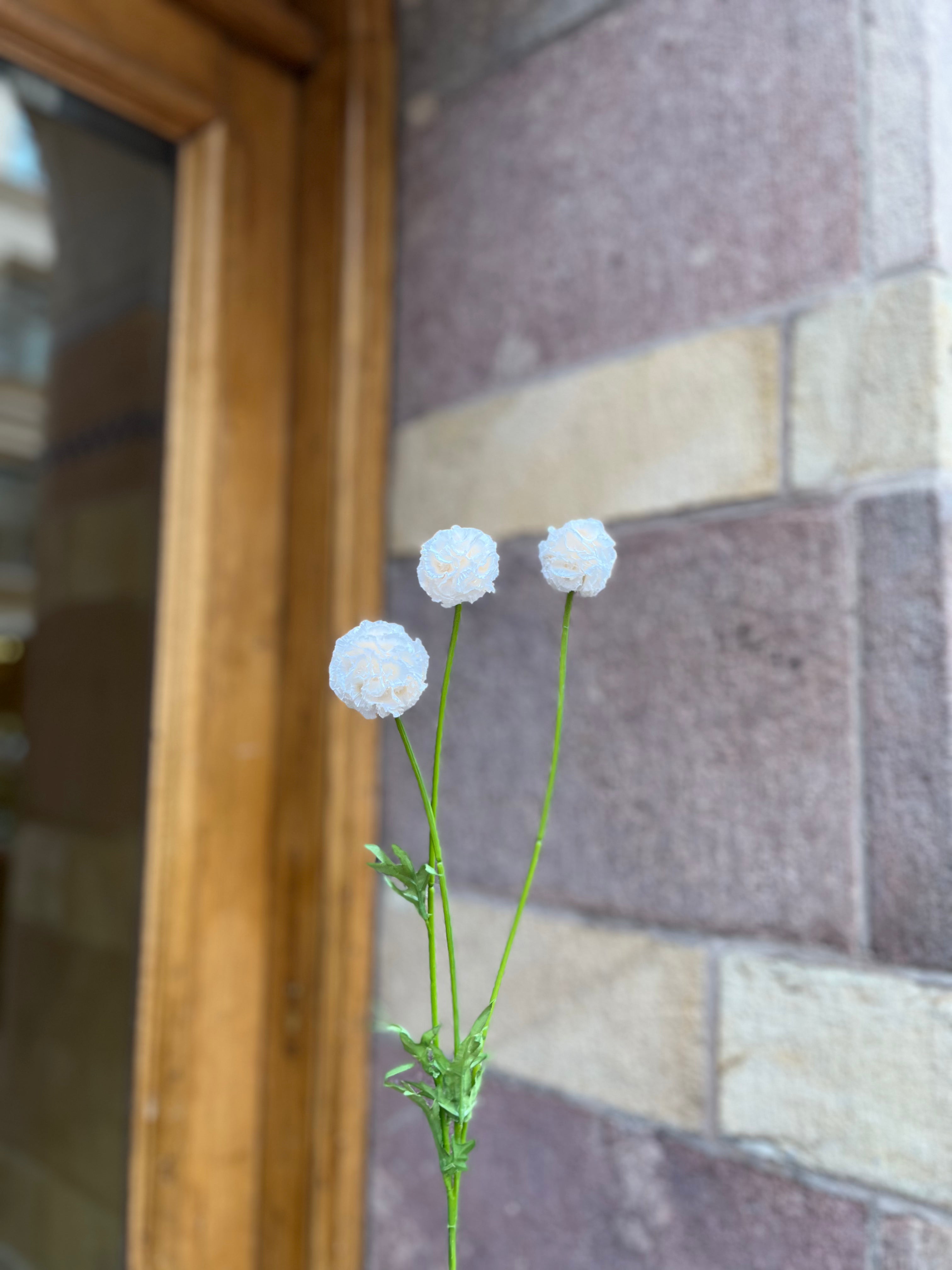 Scabiosa 50 cm, Creme