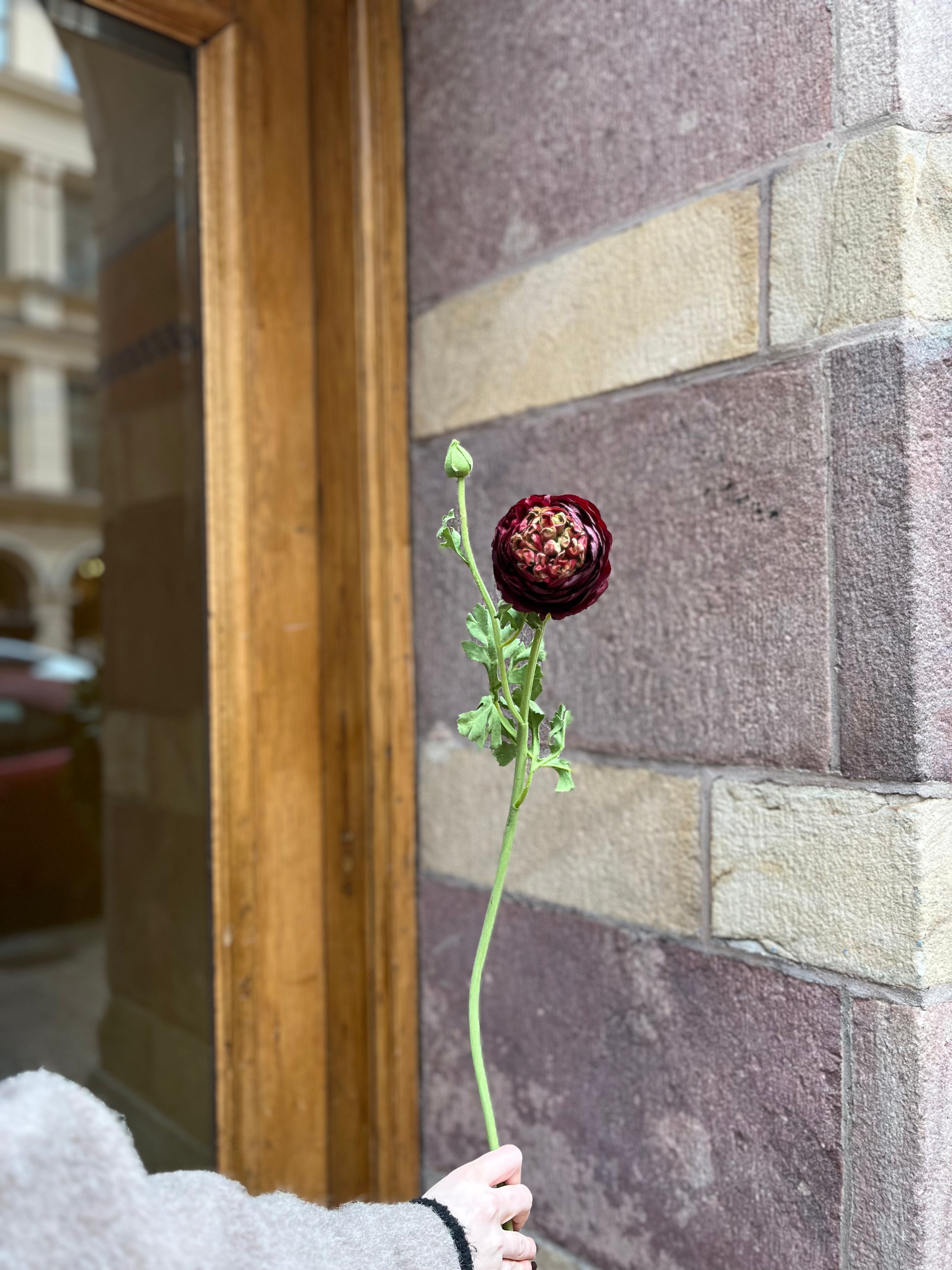 Ranunkel, burgundy 60 cm