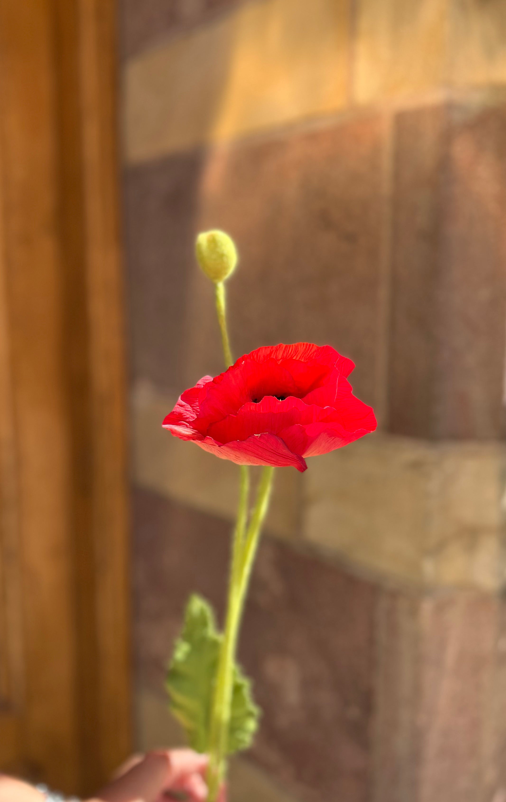 Vallmo, poppy röd 70 cm