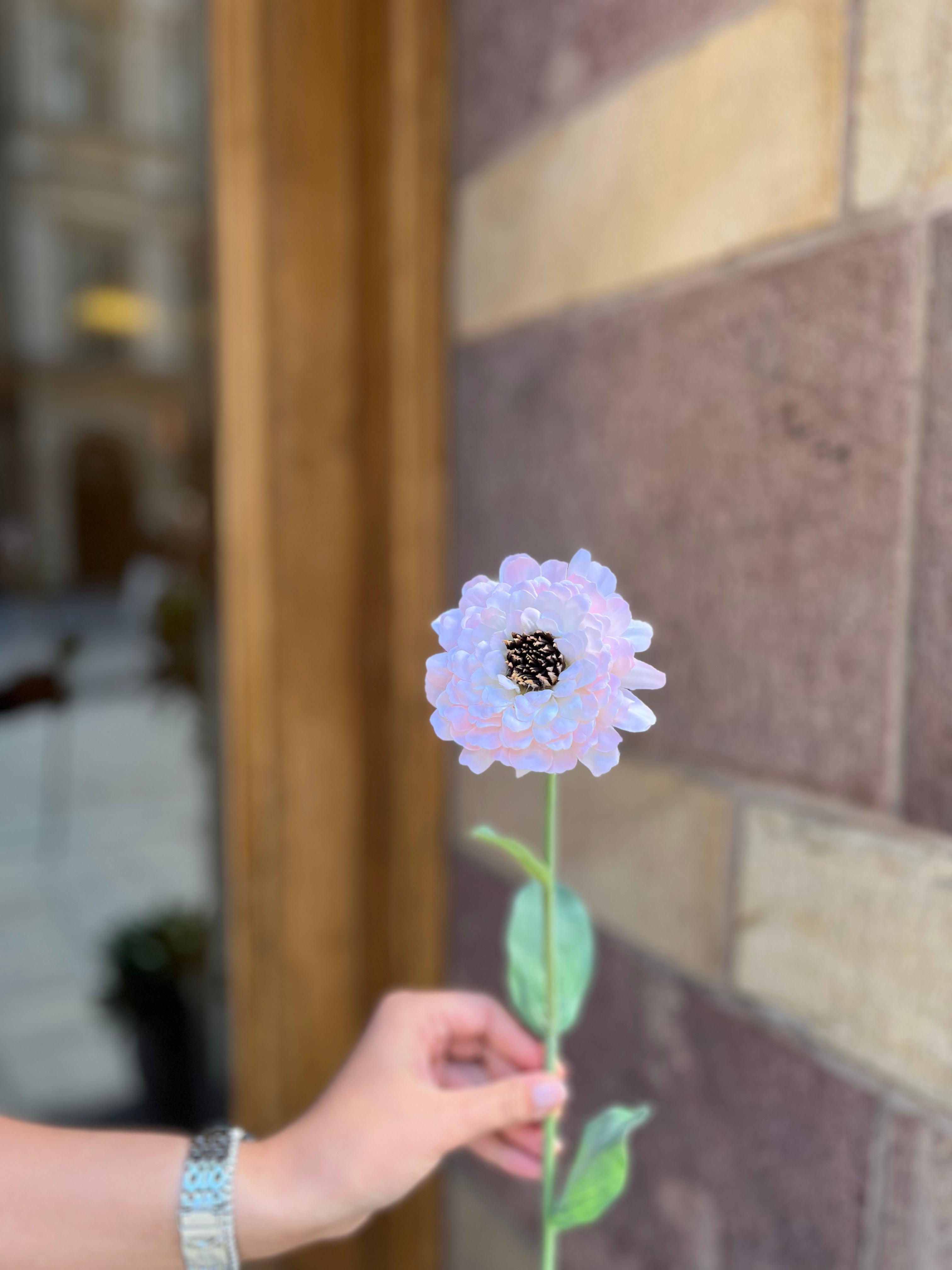 Zinnia 60 cm, Rosa