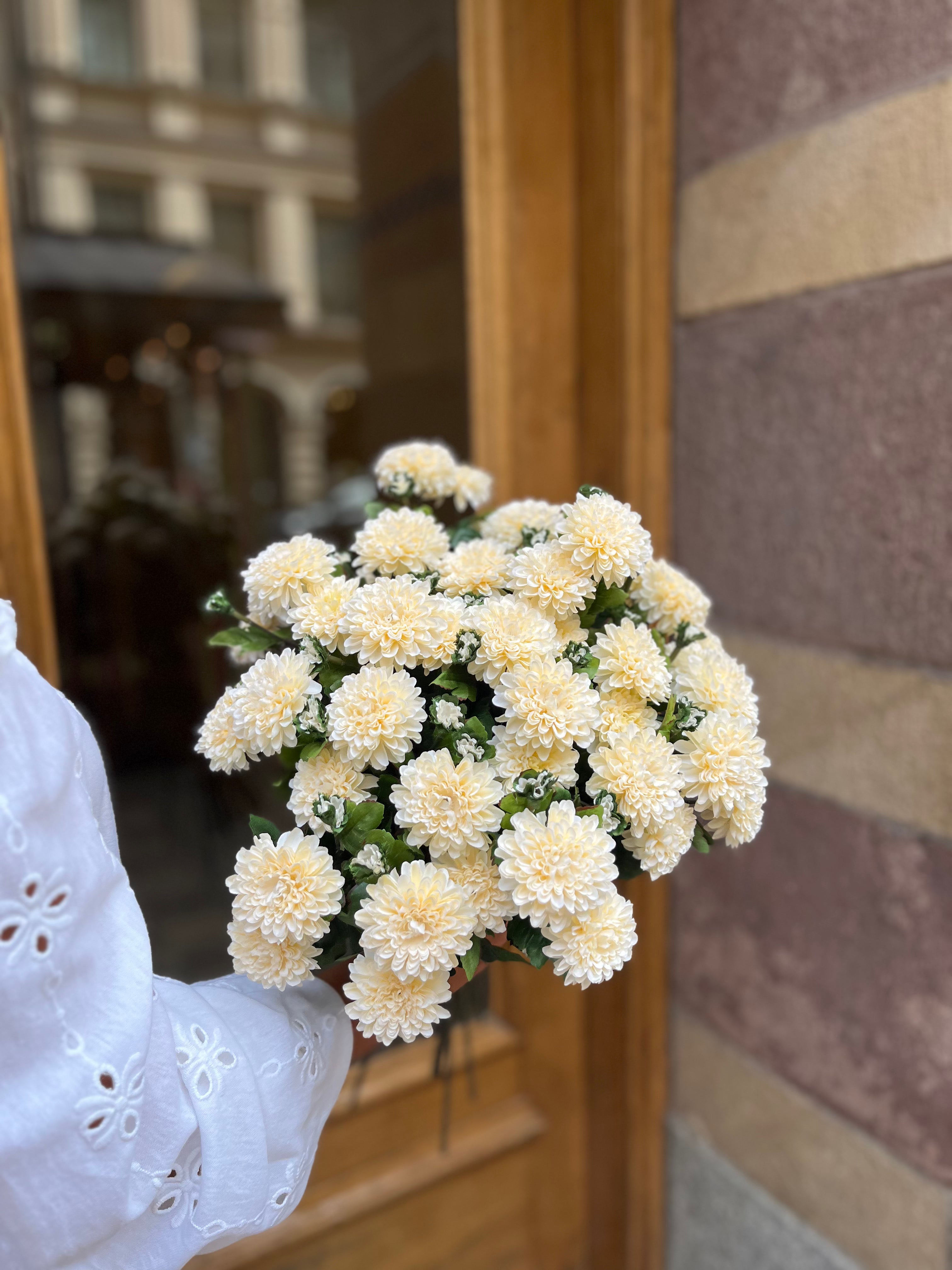 Chrysantemum vit, 50 cm