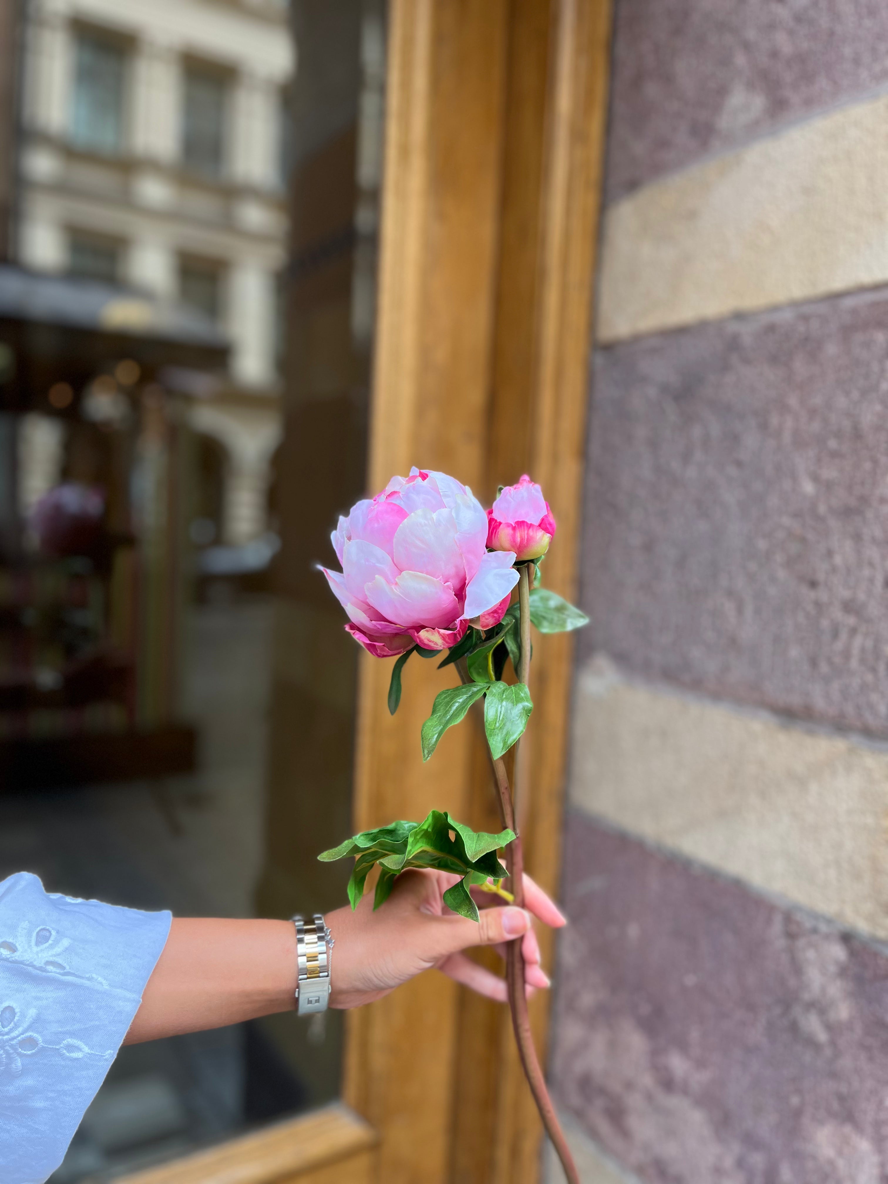Pion 50 cm, Rosa