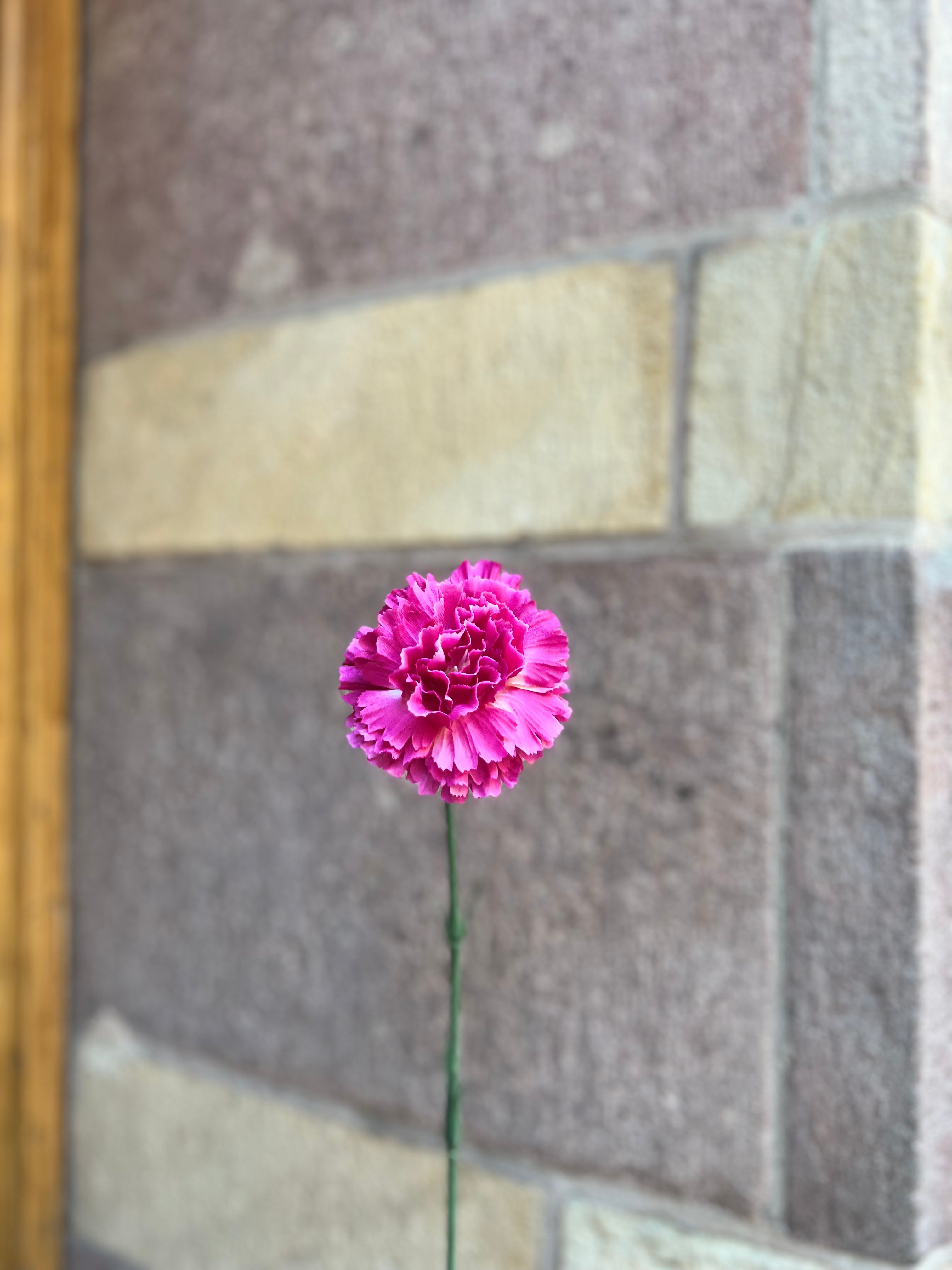 Nejlika 40 cm, Rosa