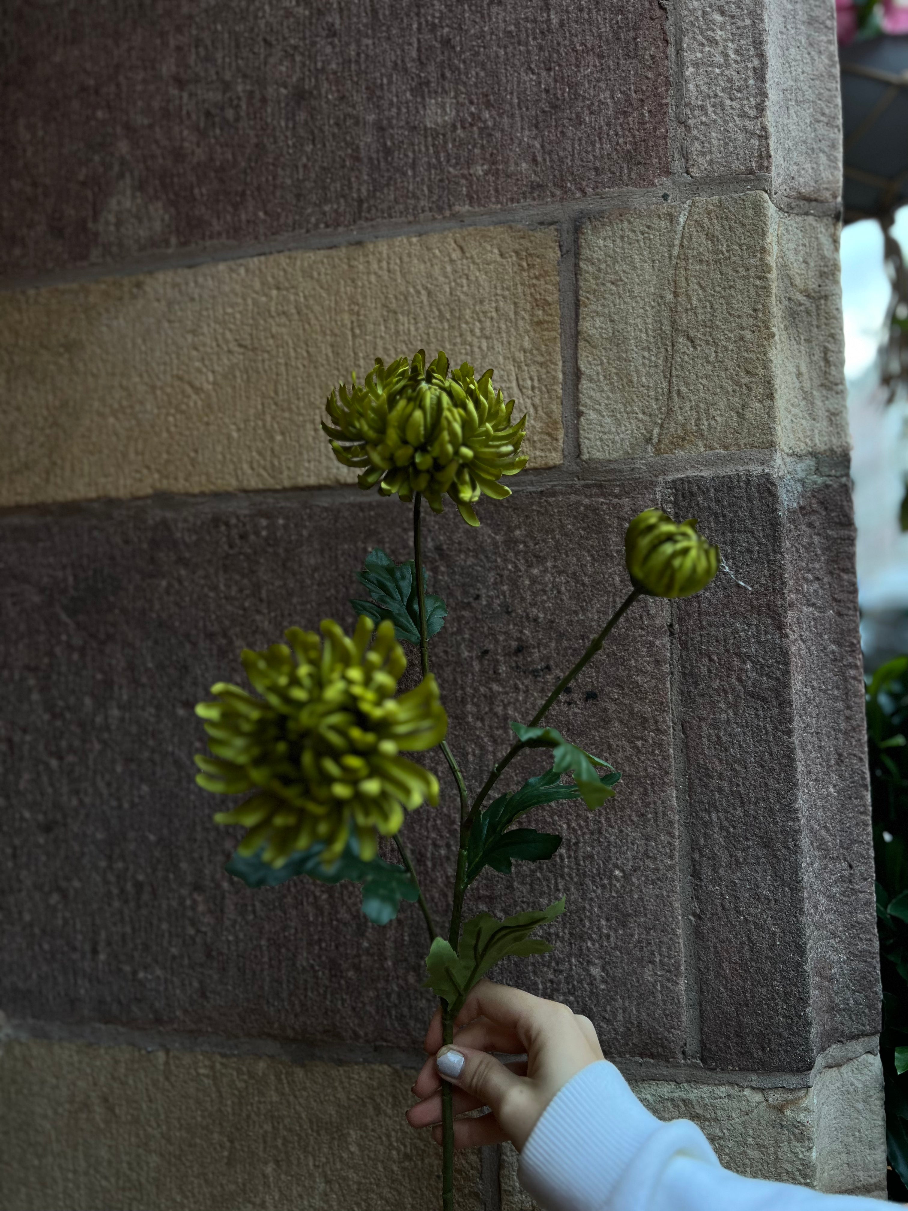 Chrysanthemum 60 cm, grön