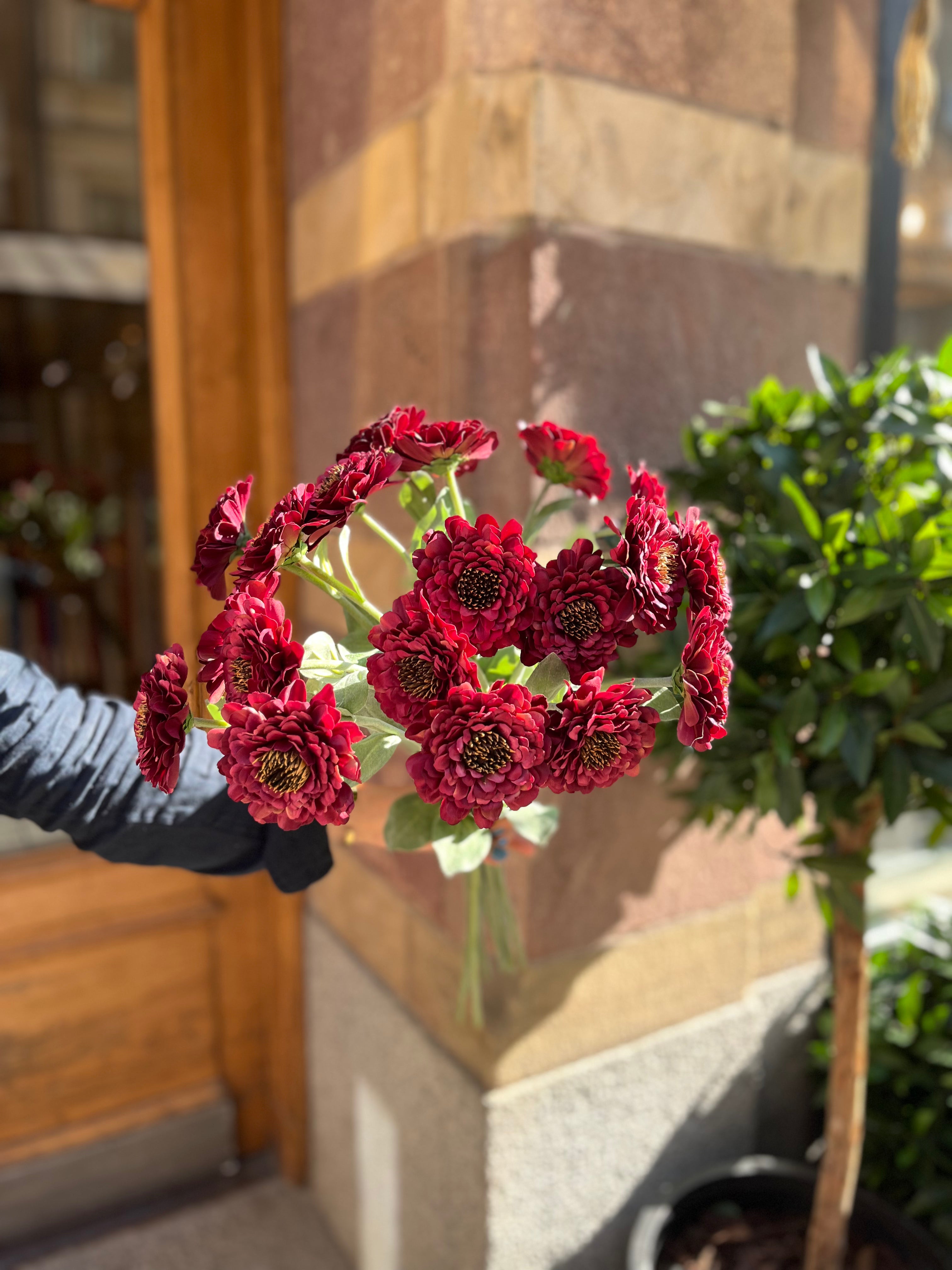 Zinnia 50 cm, Röd
