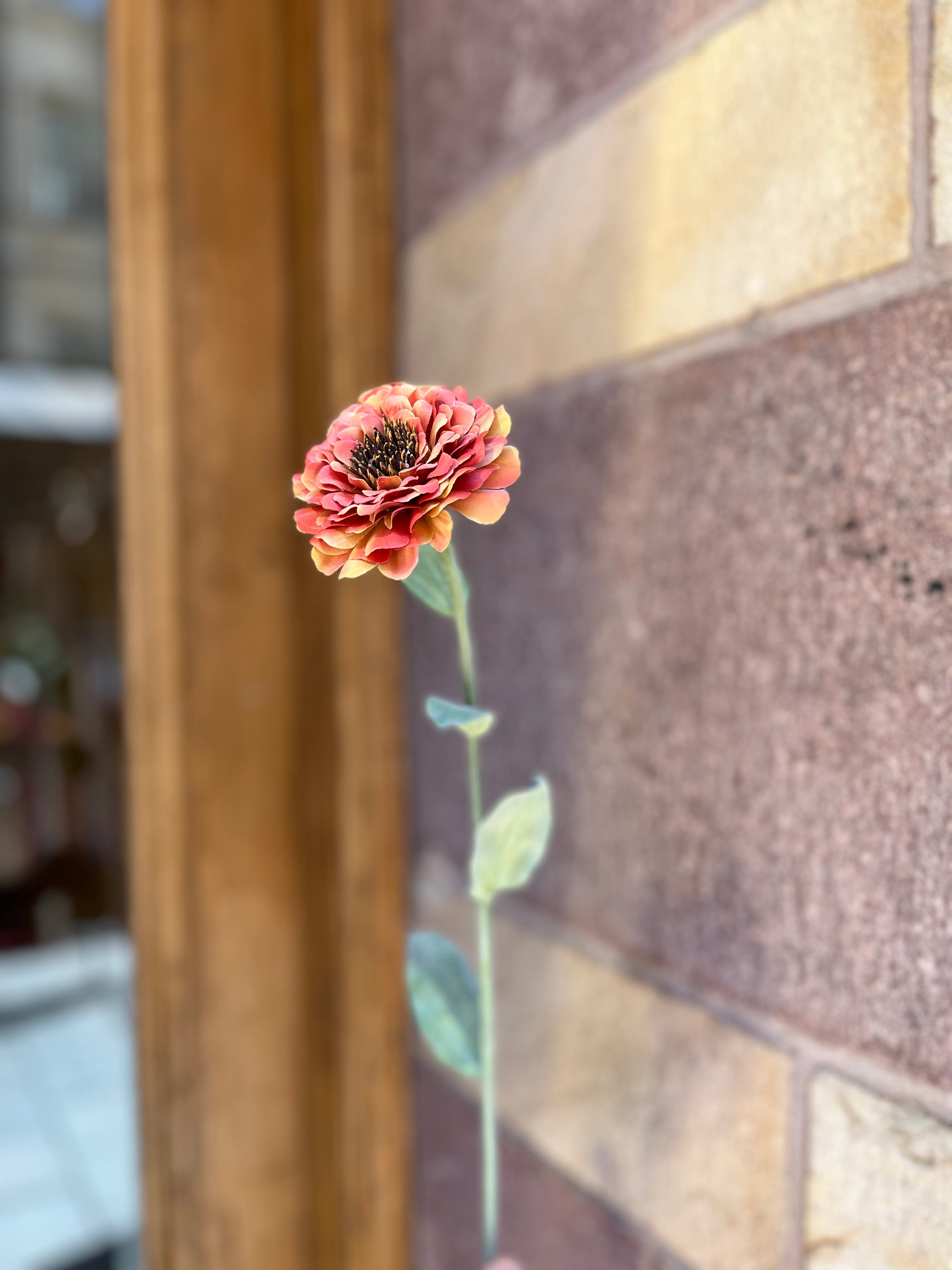 Zinnia Orange, 50 cm