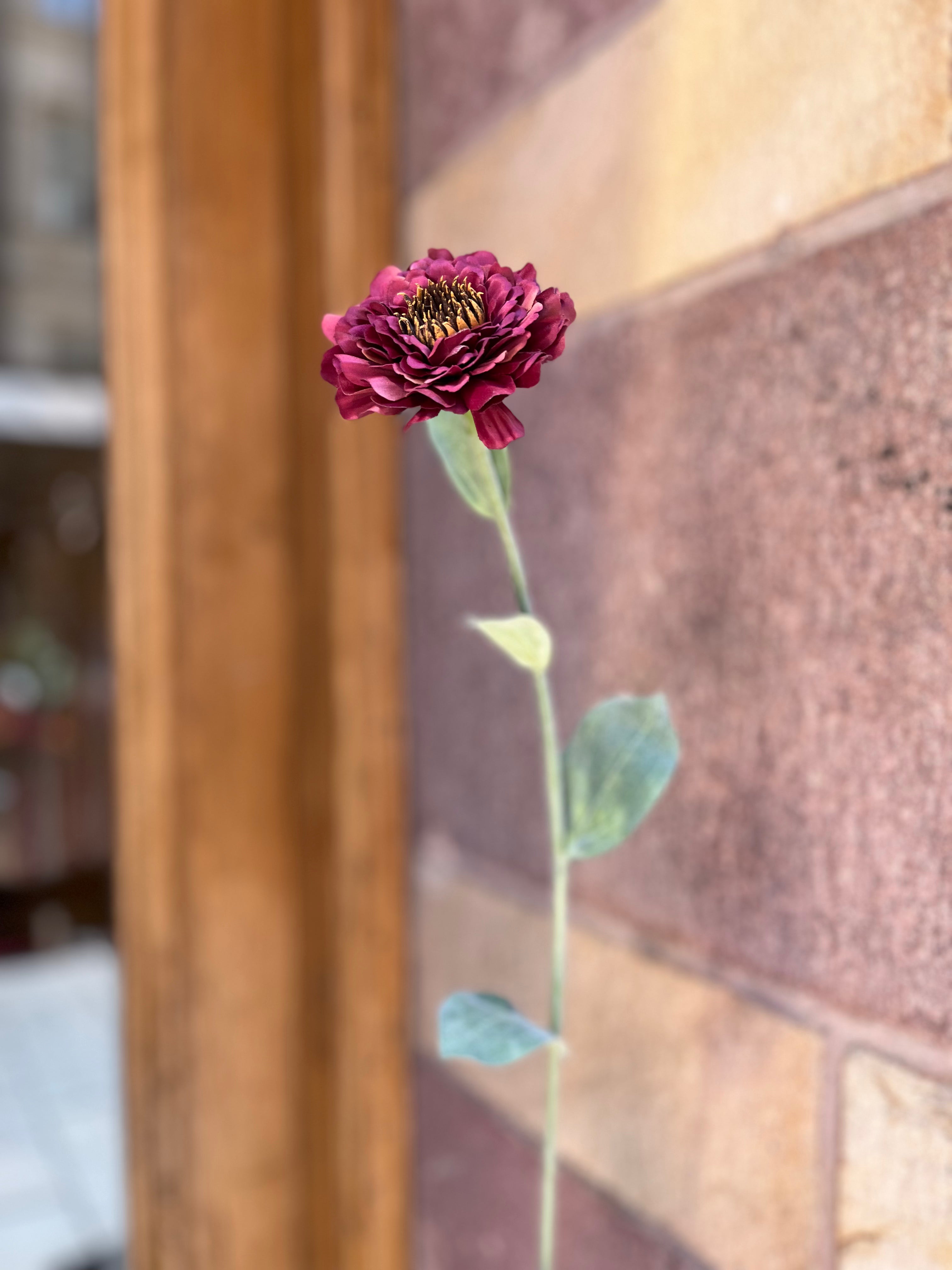 Zinnia 50 cm, Röd
