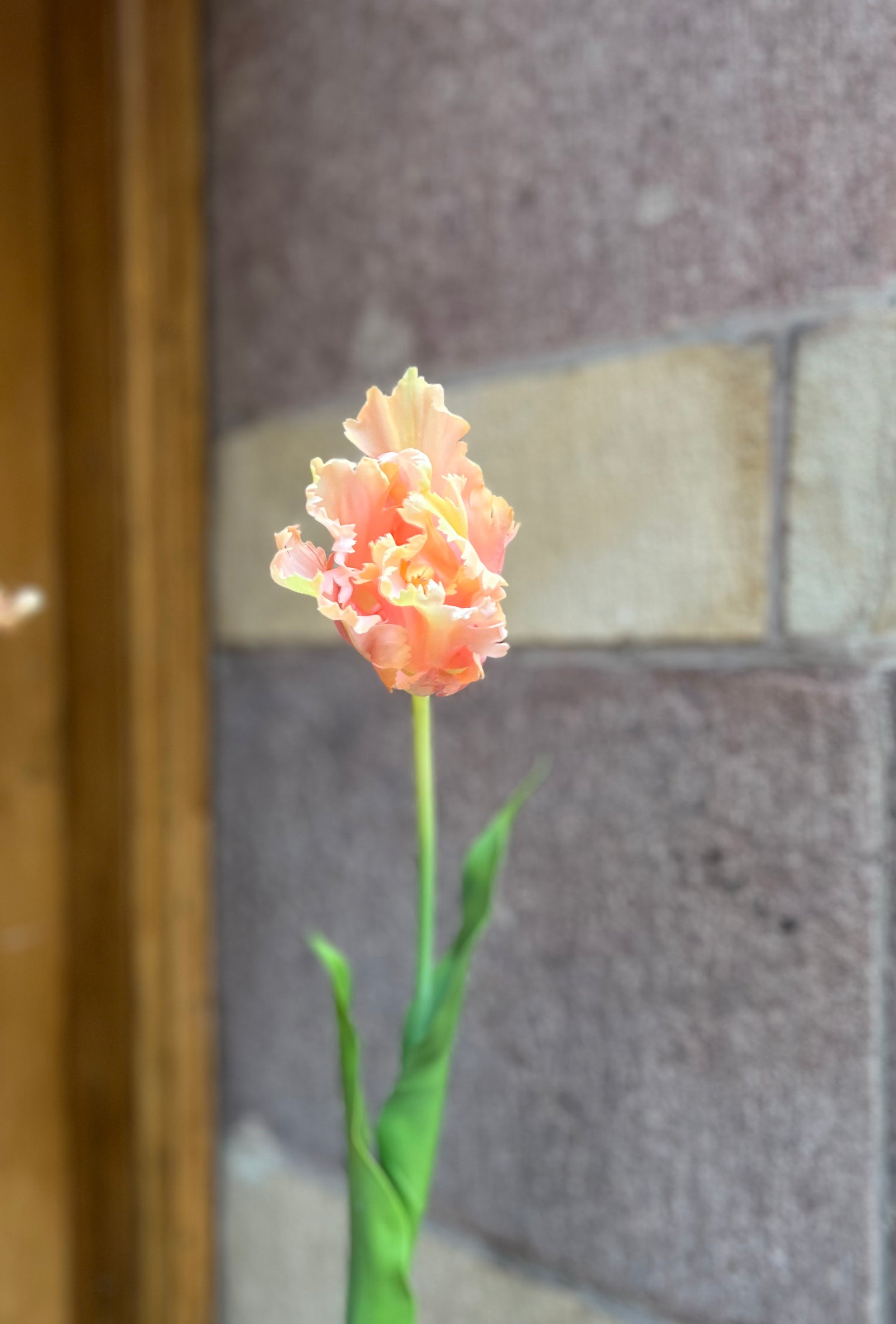 Papegojtulpan 80 cm, peach