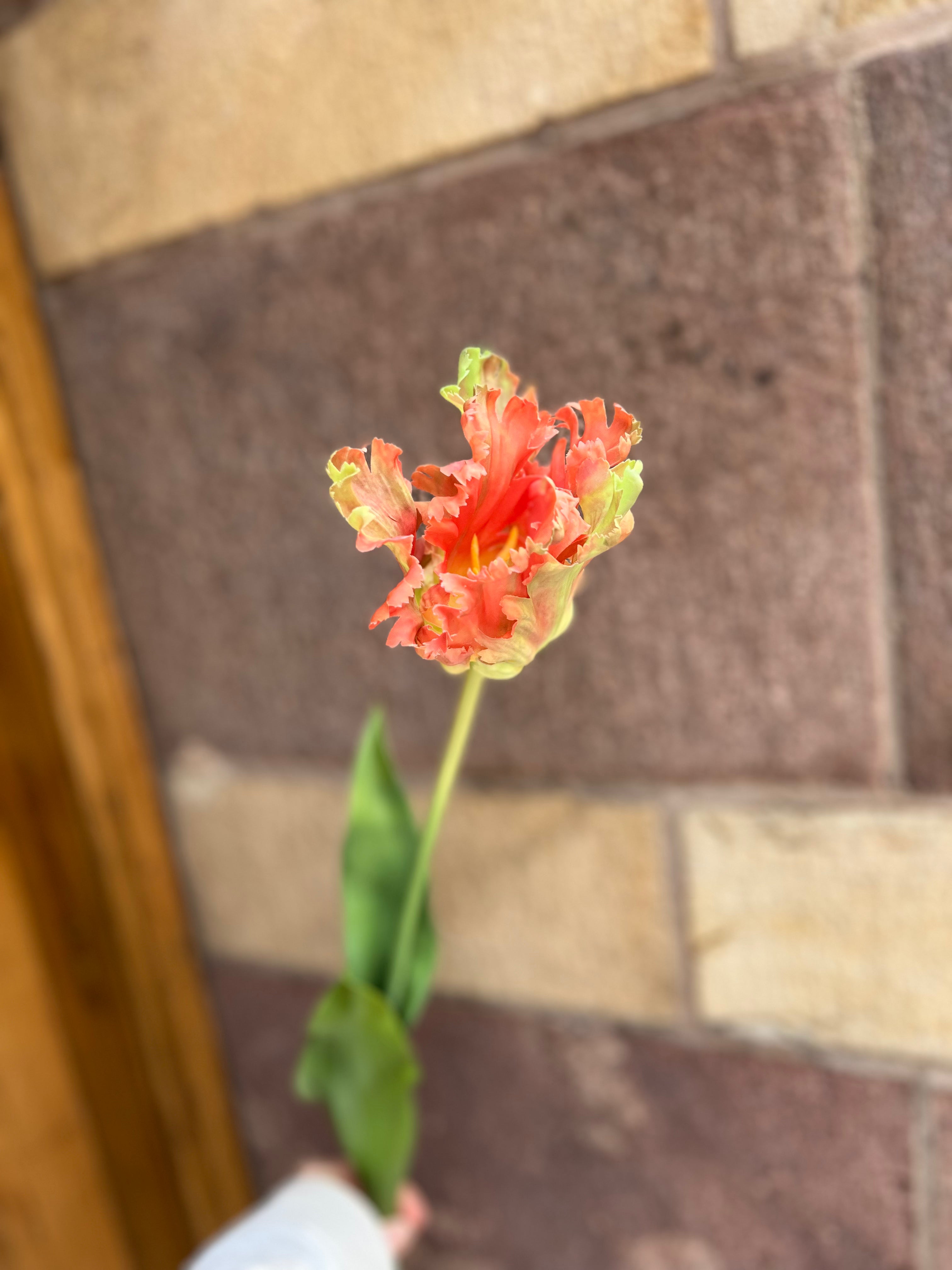 Papegojtulpan 80 cm, orange