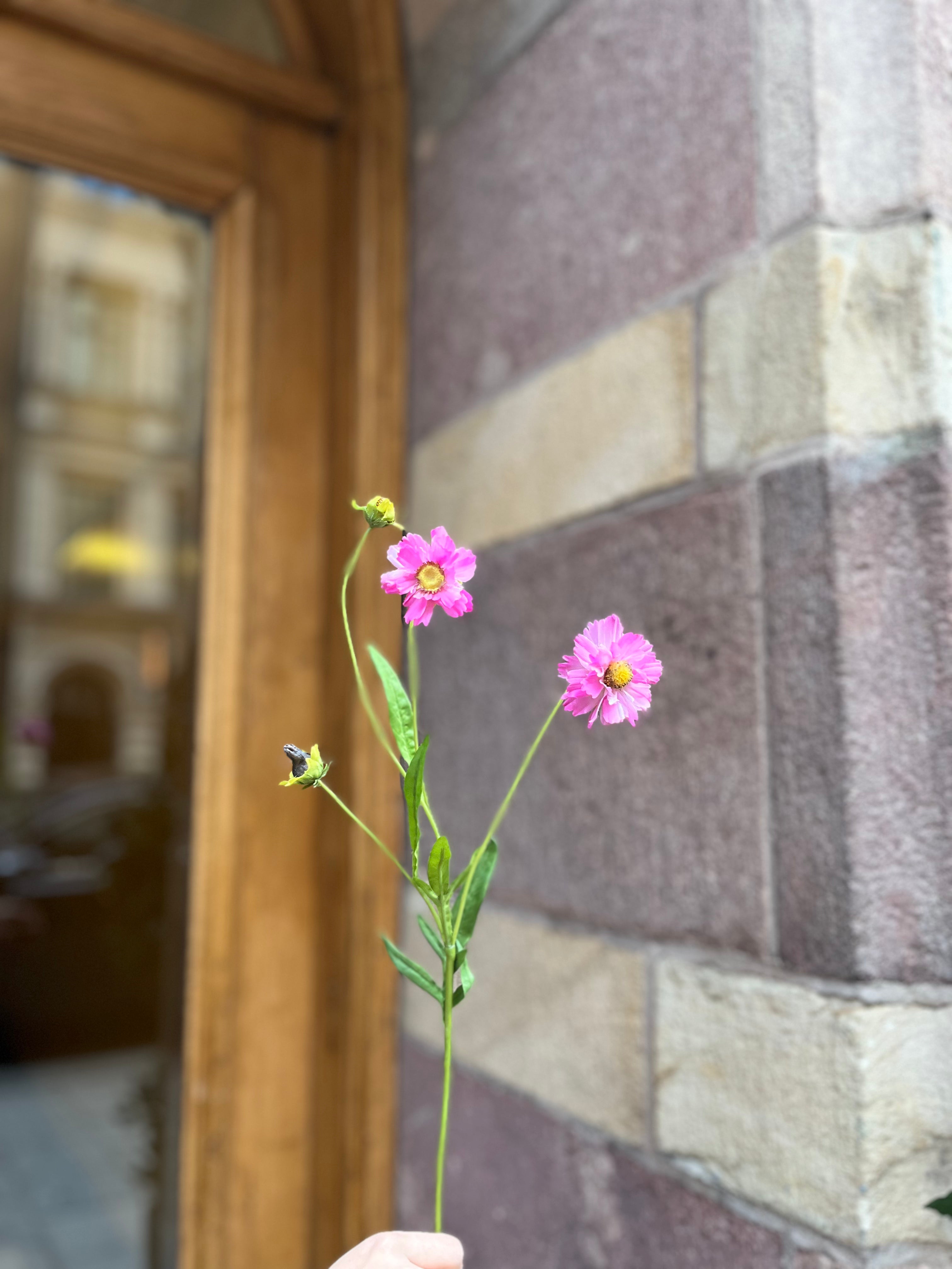 Ängsblomma rosa, 50 cm