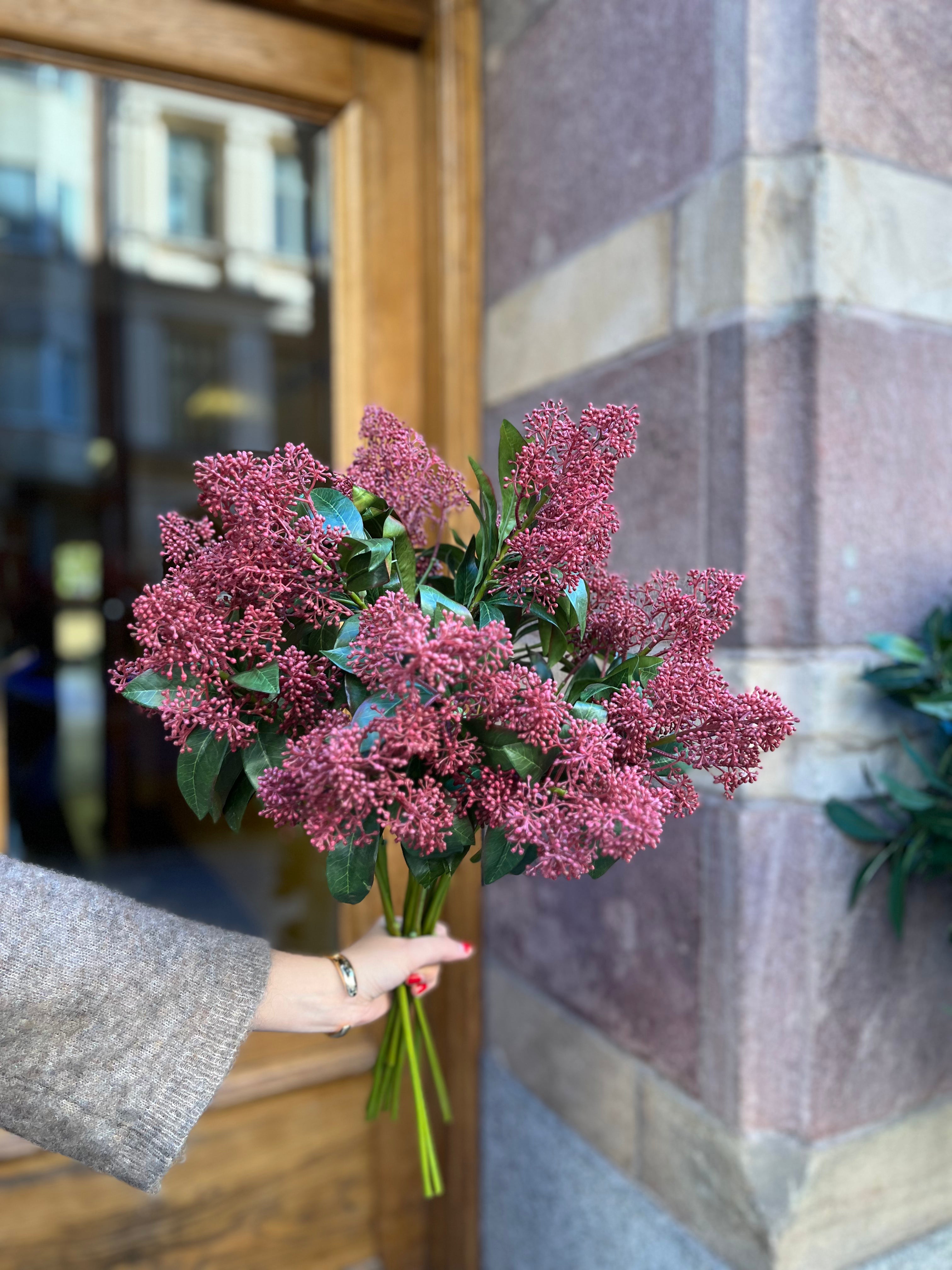 Skimmia 55 cm, Burgundy