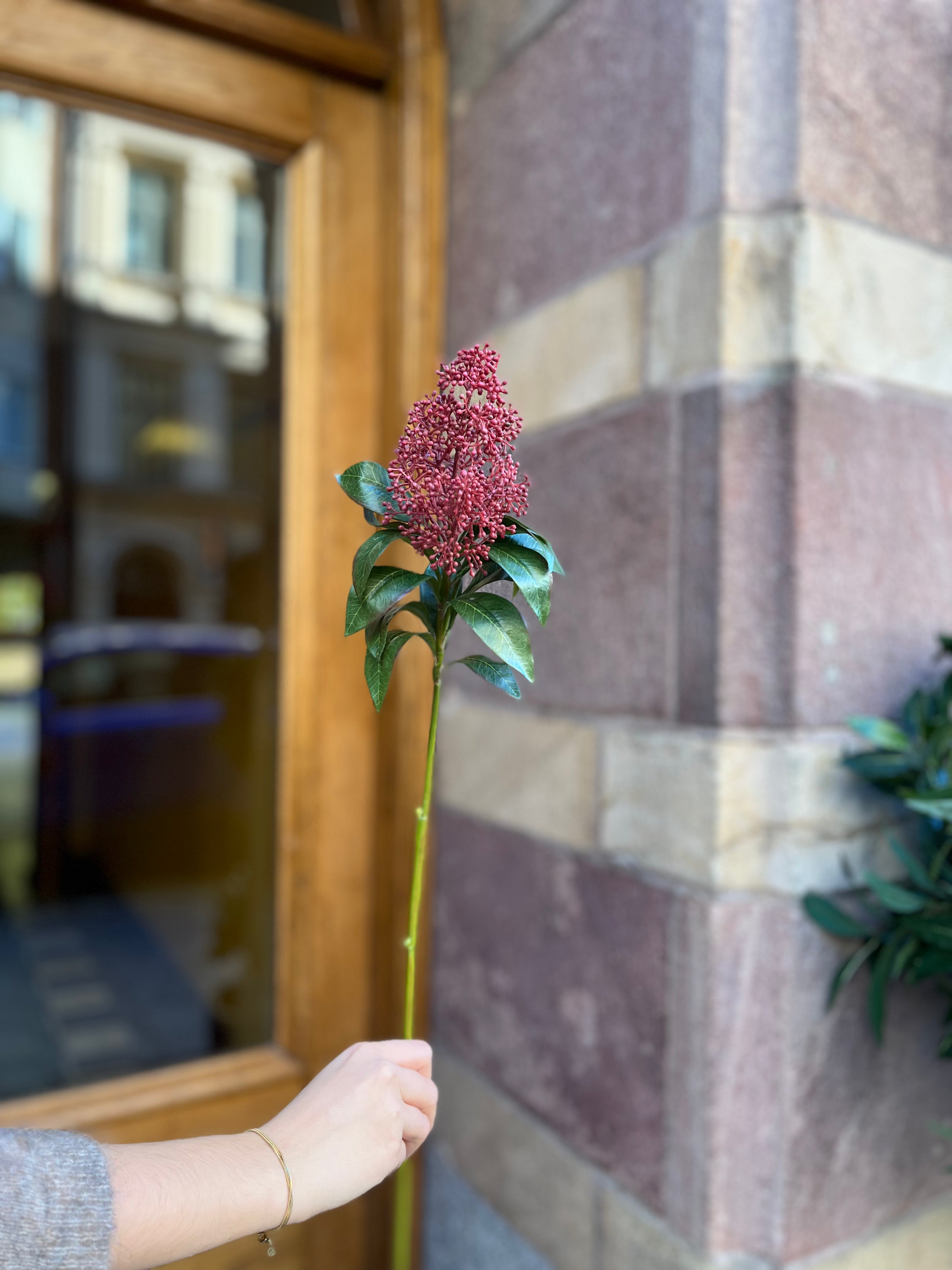 Skimmia 55 cm, Burgundy
